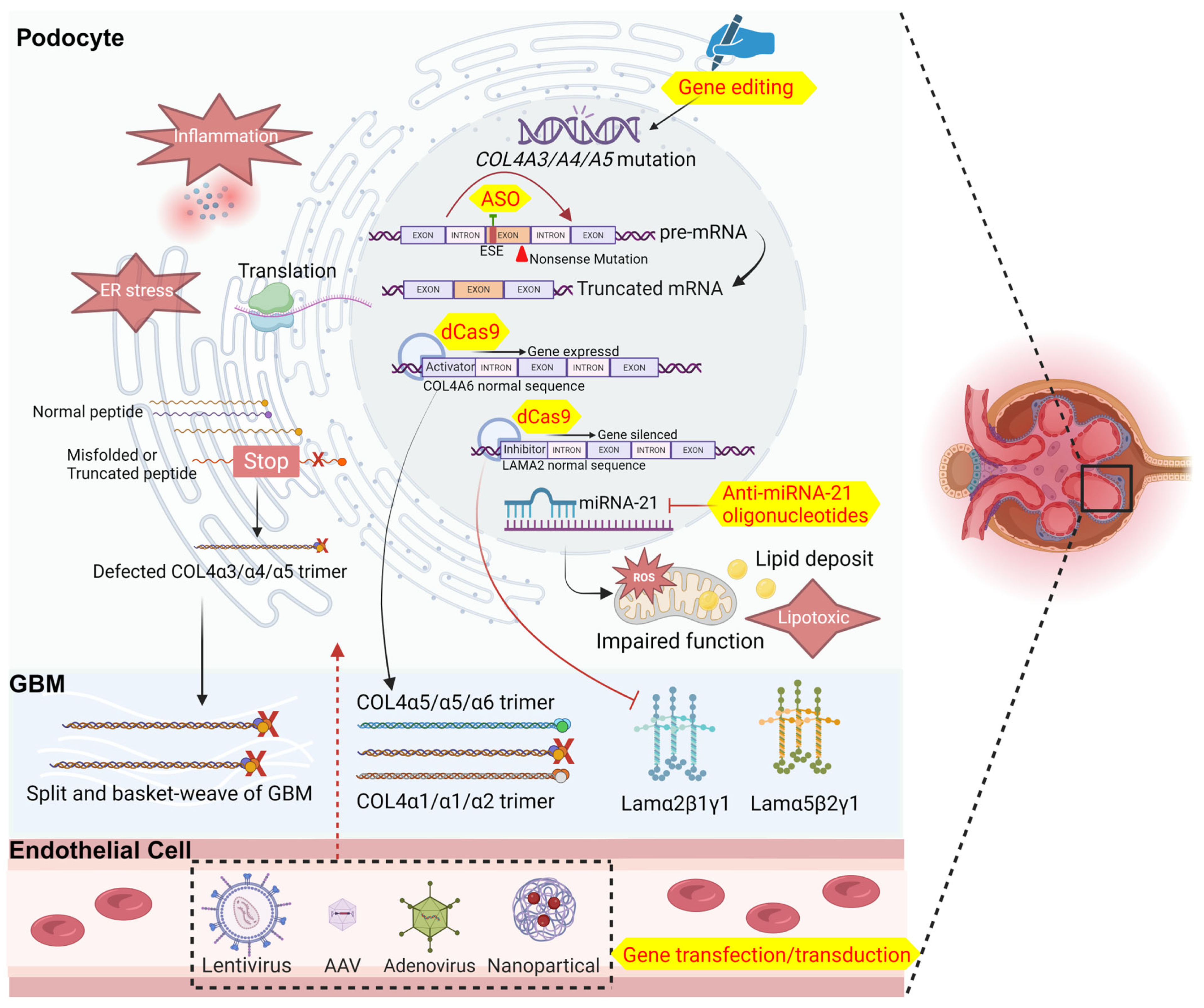 Biomedicines 12 01159 g001