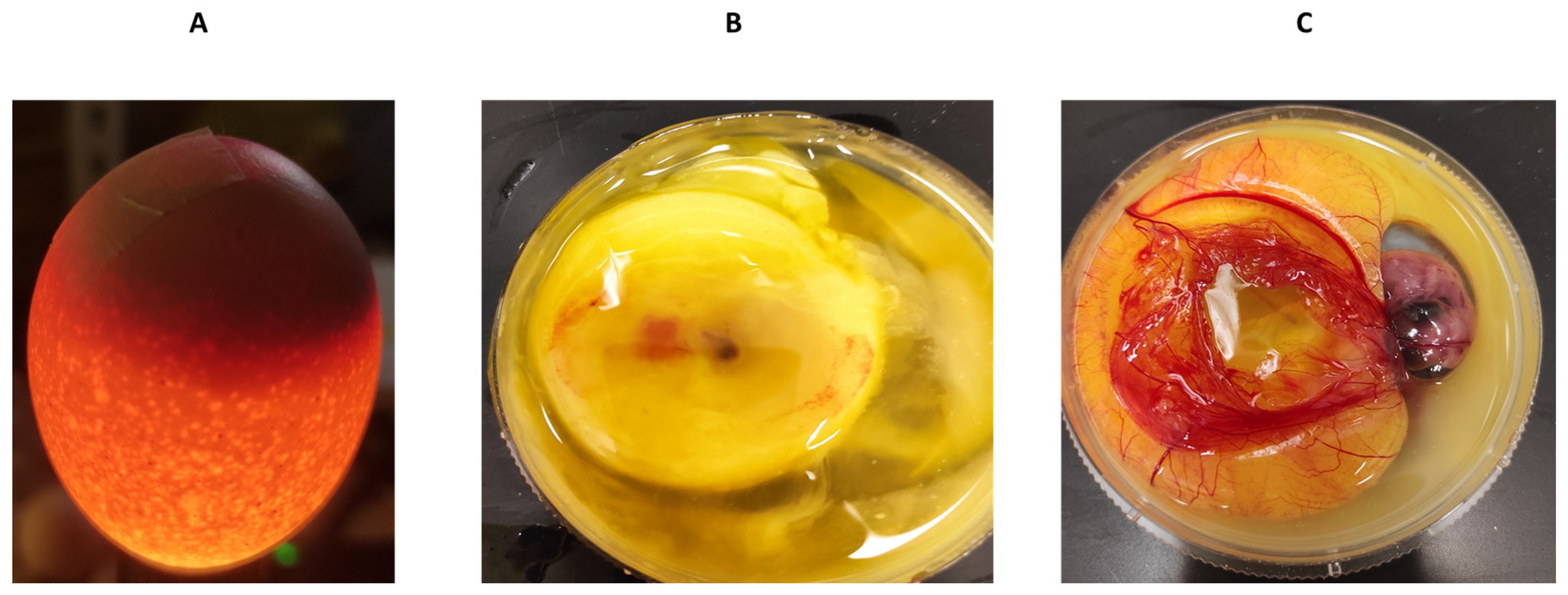Biomedicines 12 01183 g007 Biomedicines 12 01183 g007