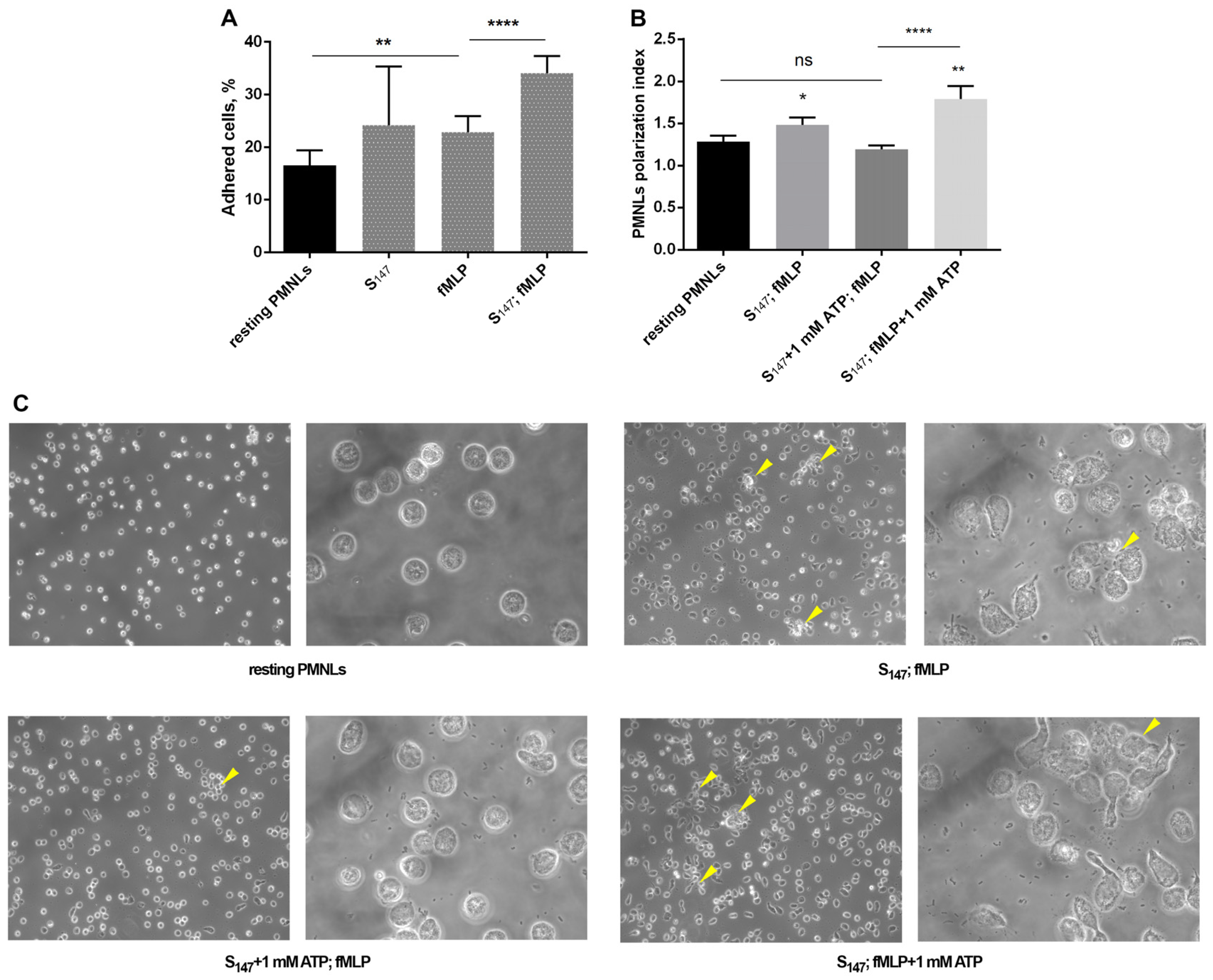 Biomedicines 12 01184 g005