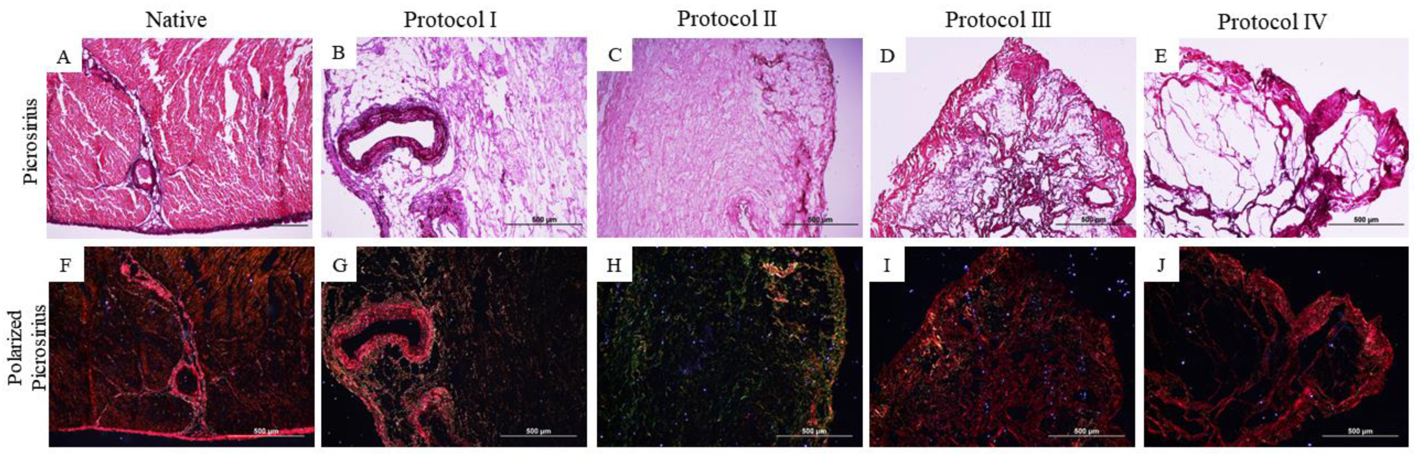 Biomedicines 12 01190 g004