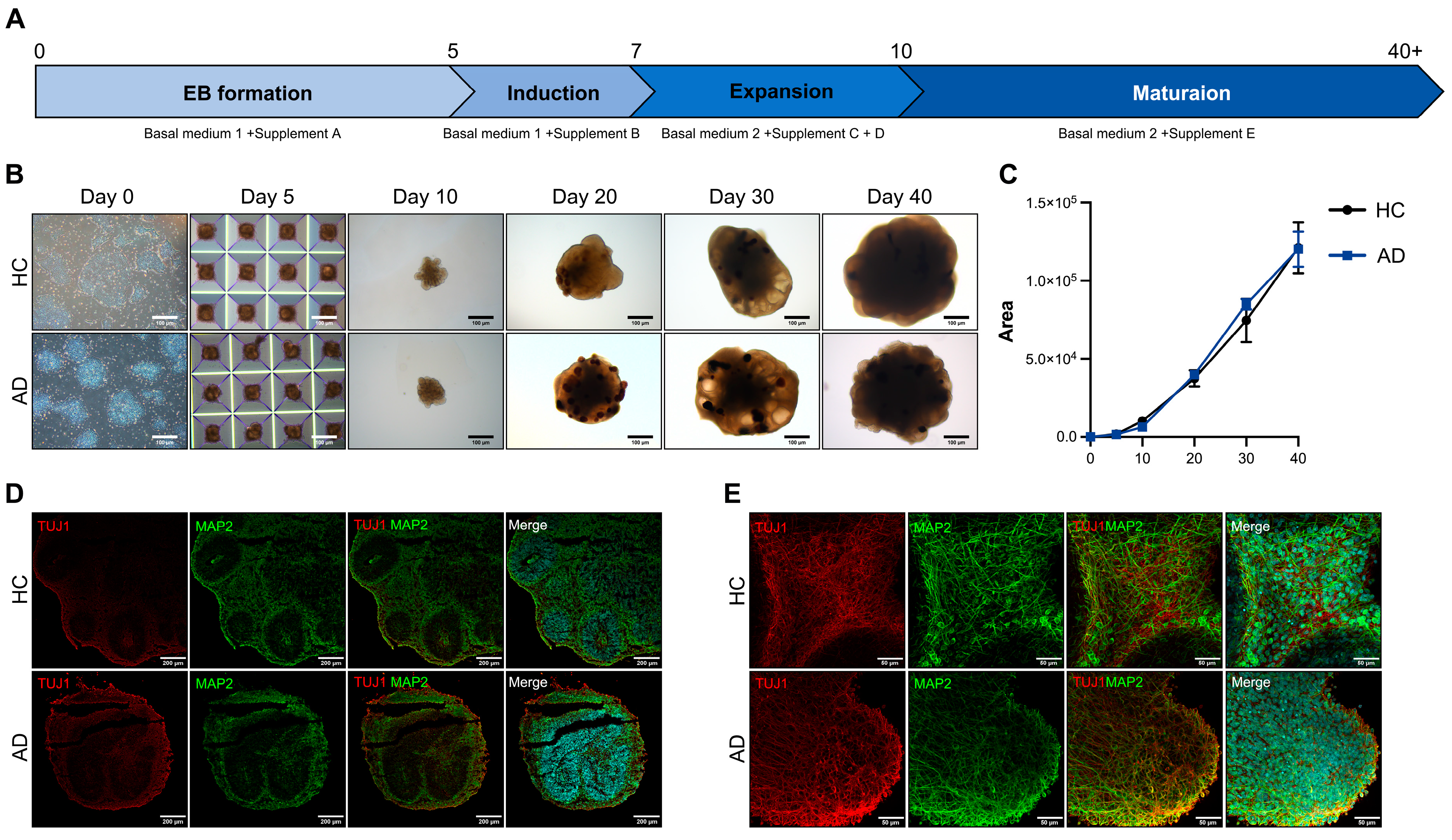 Biomedicines 12 01193 g002