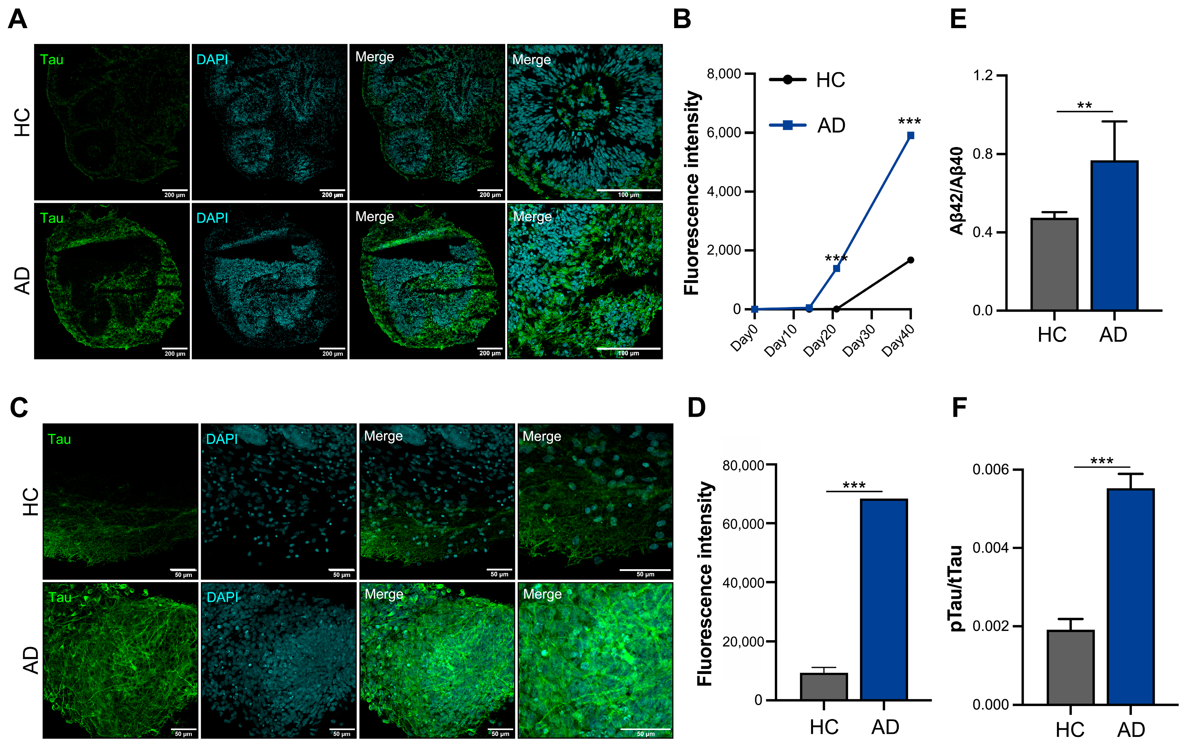 Biomedicines 12 01193 g003