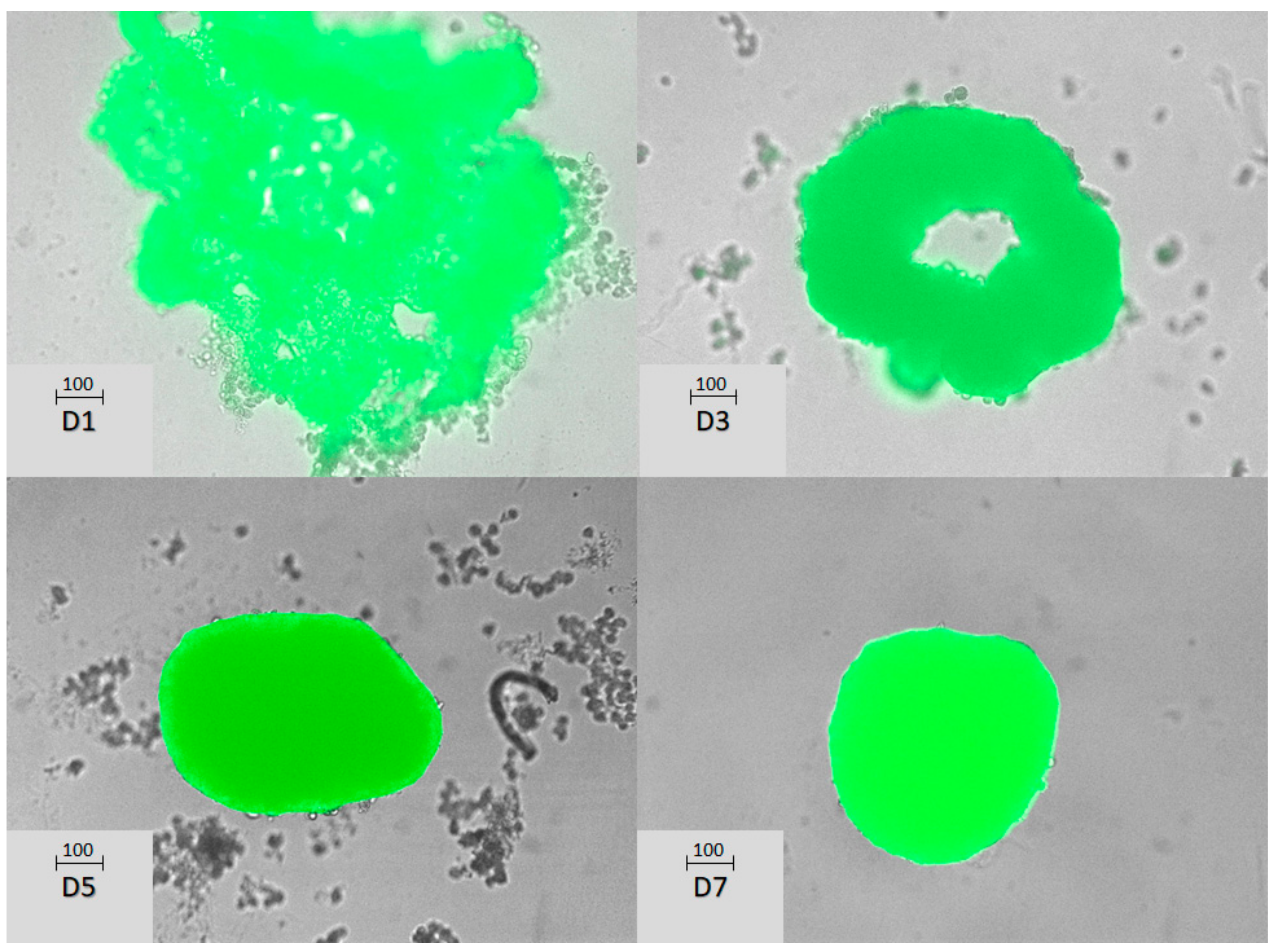 Biomedicines 12 01200 g001