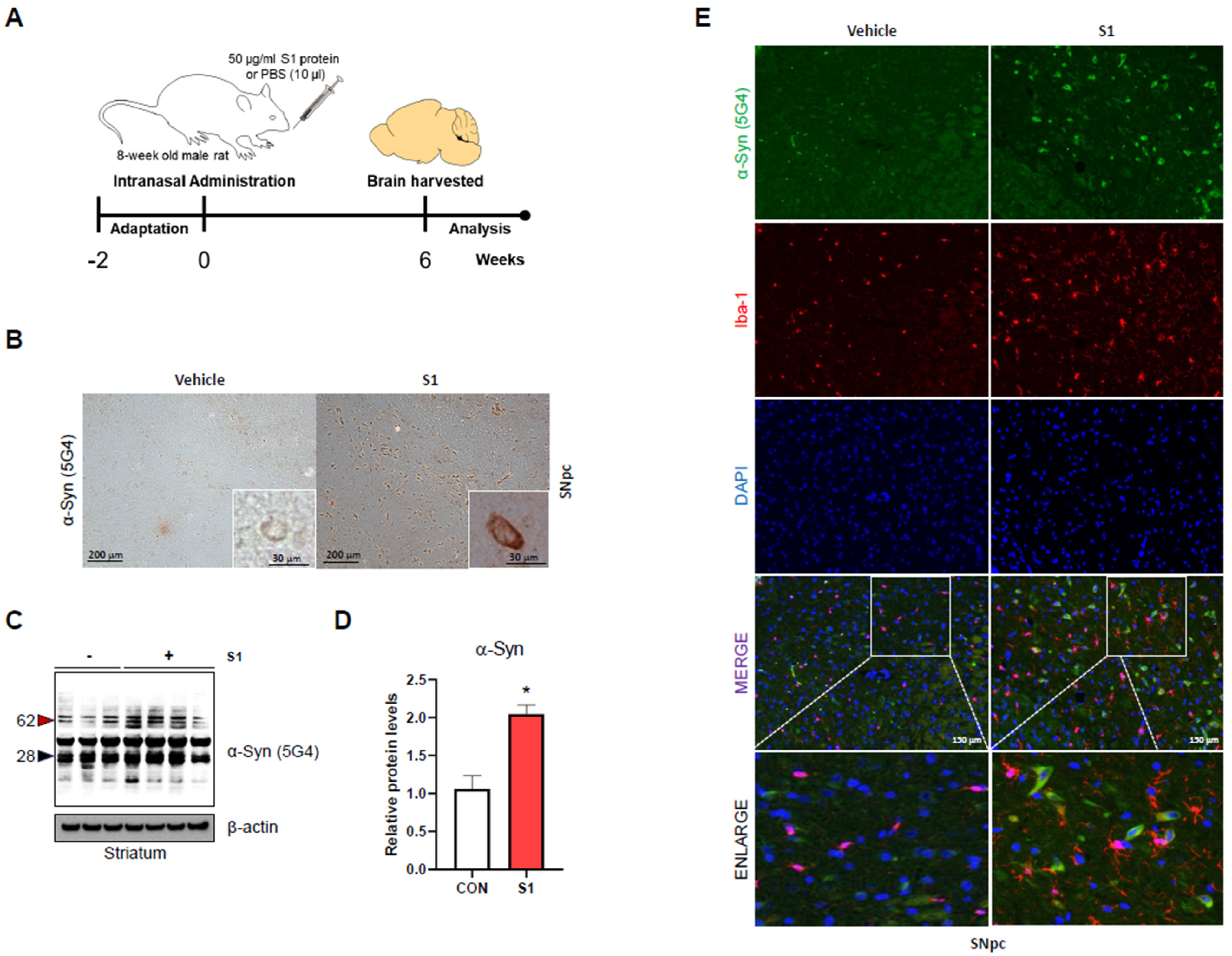Biomedicines 12 01223 g001