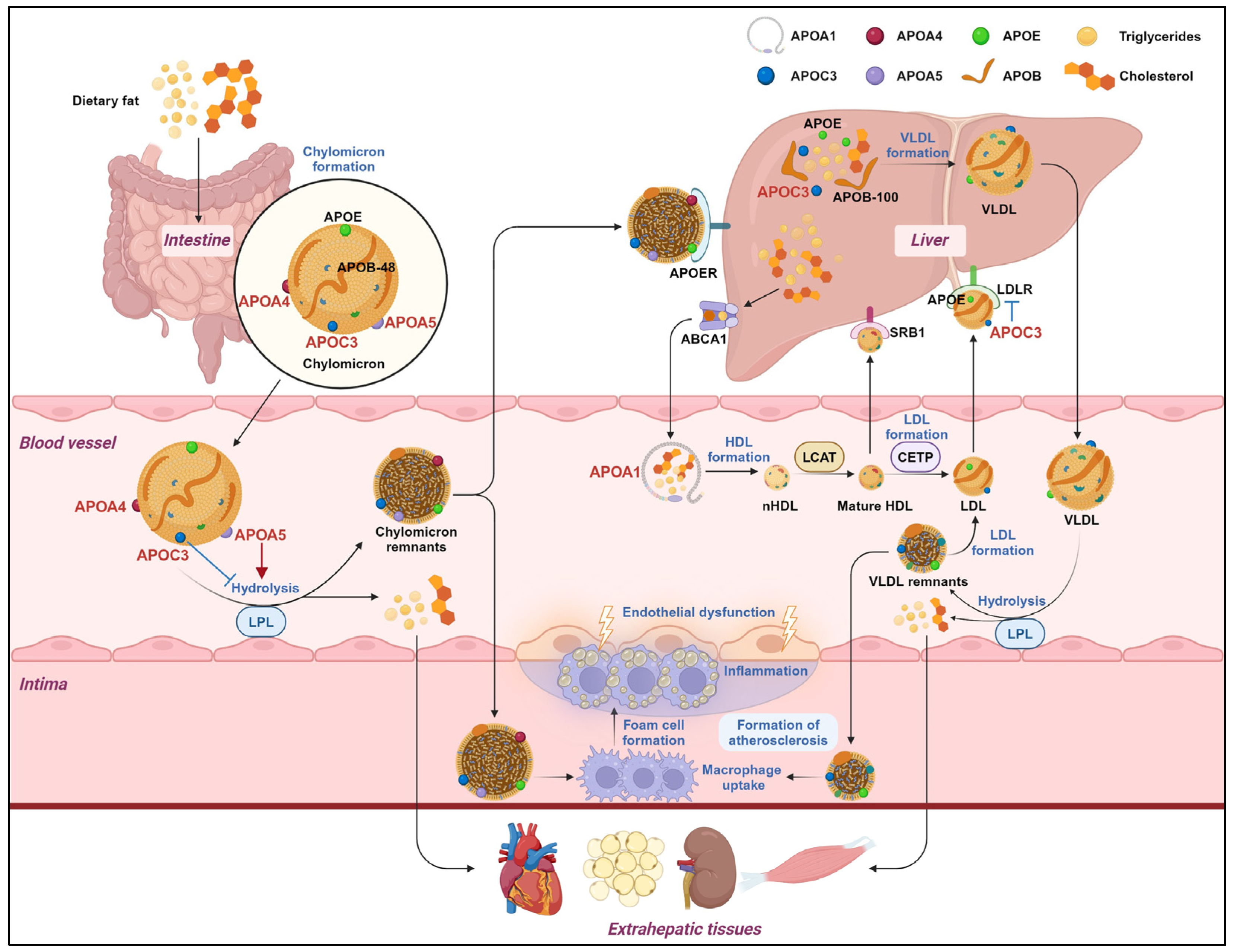 Biomedicines 12 01224 g001