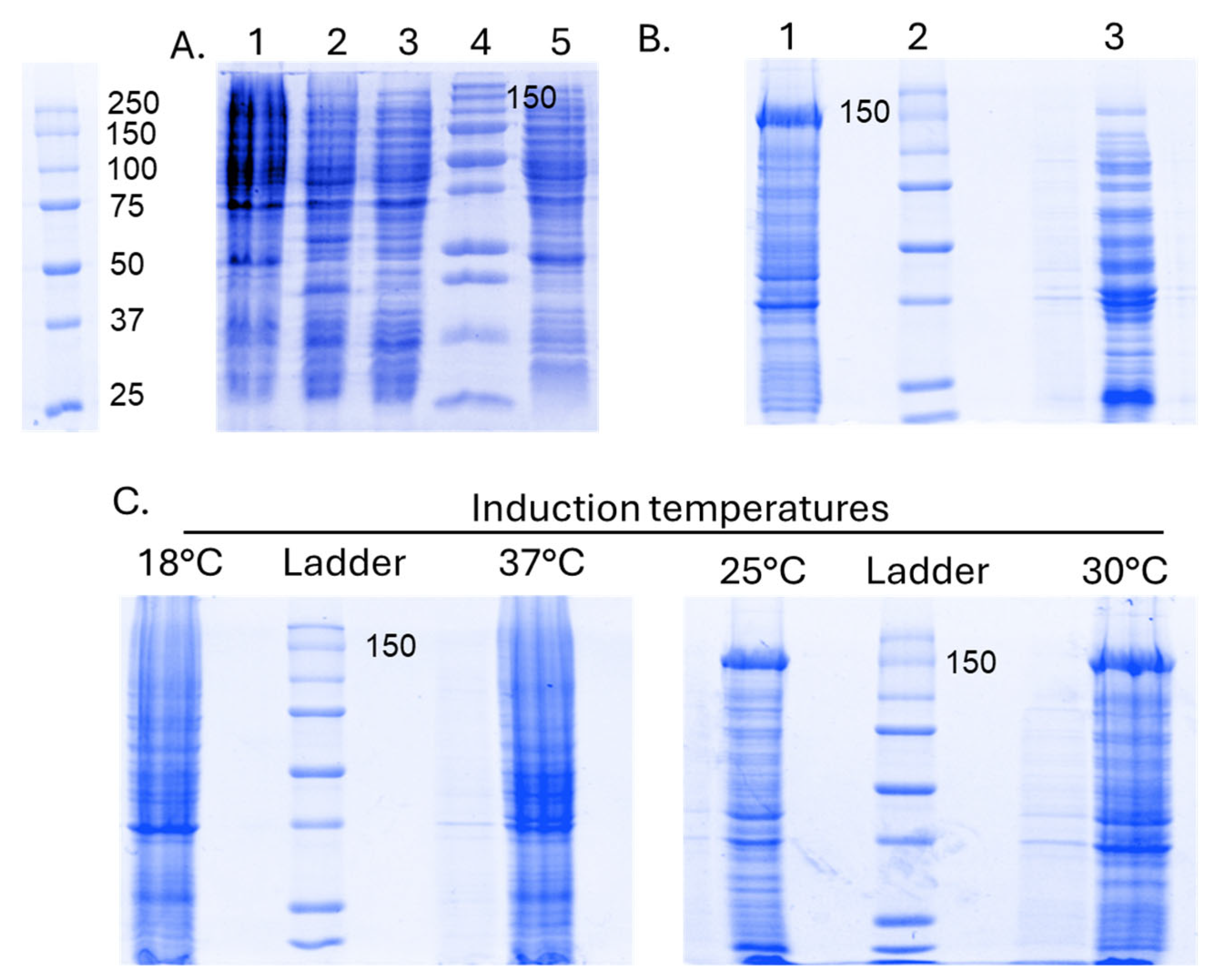 Biomedicines 12 01226 g005