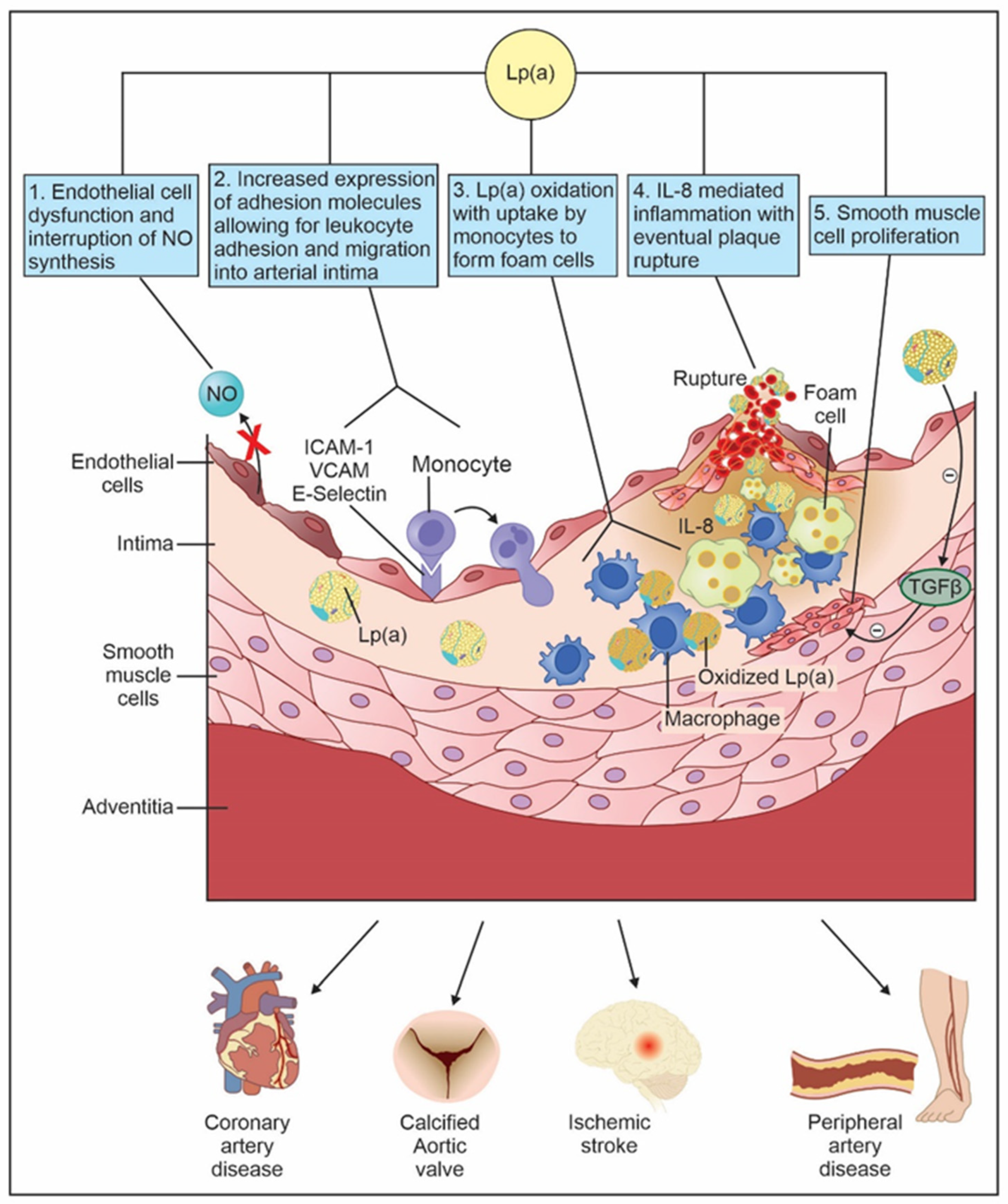 Biomedicines 12 01229 g002