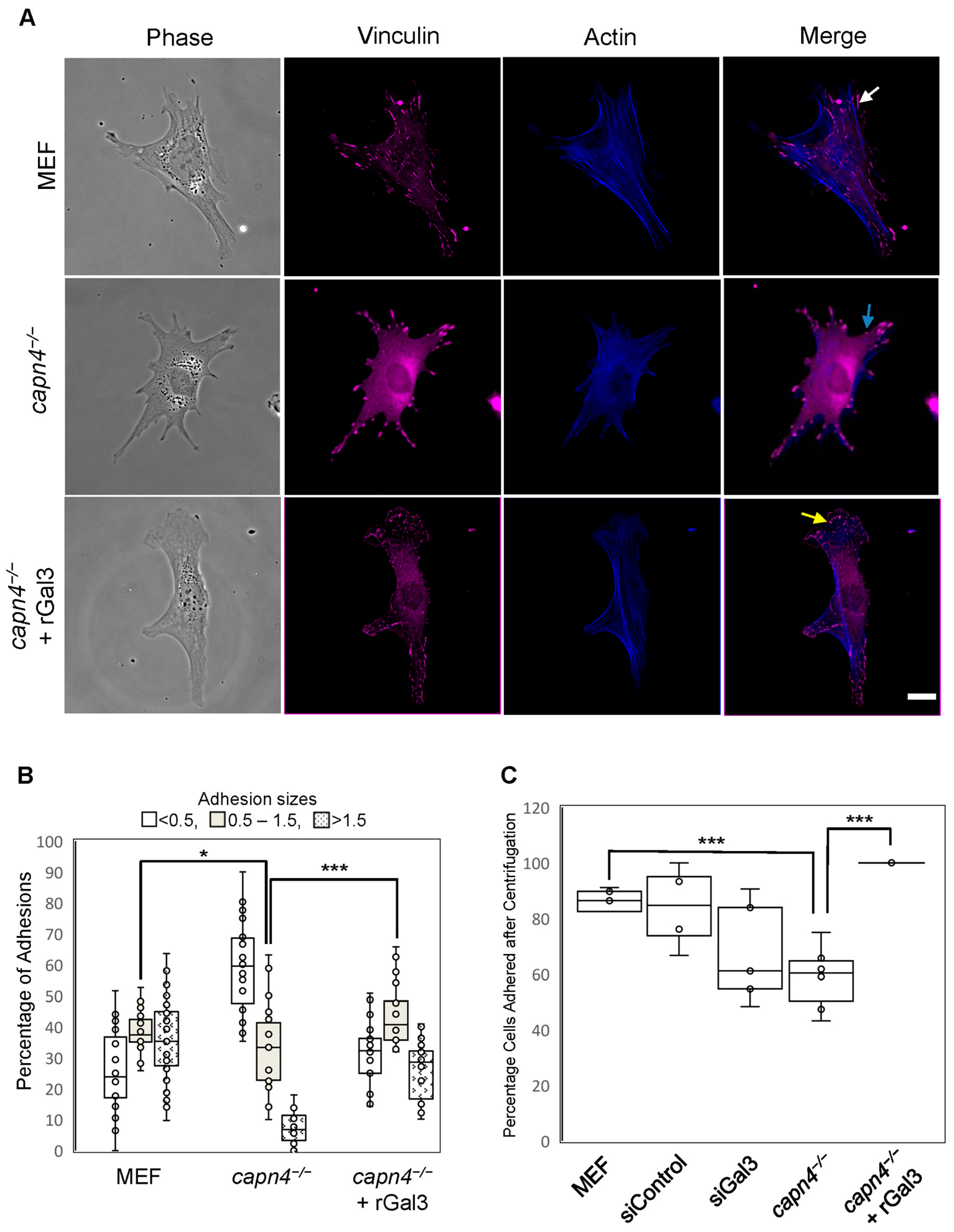 Biomedicines 12 01247 g002