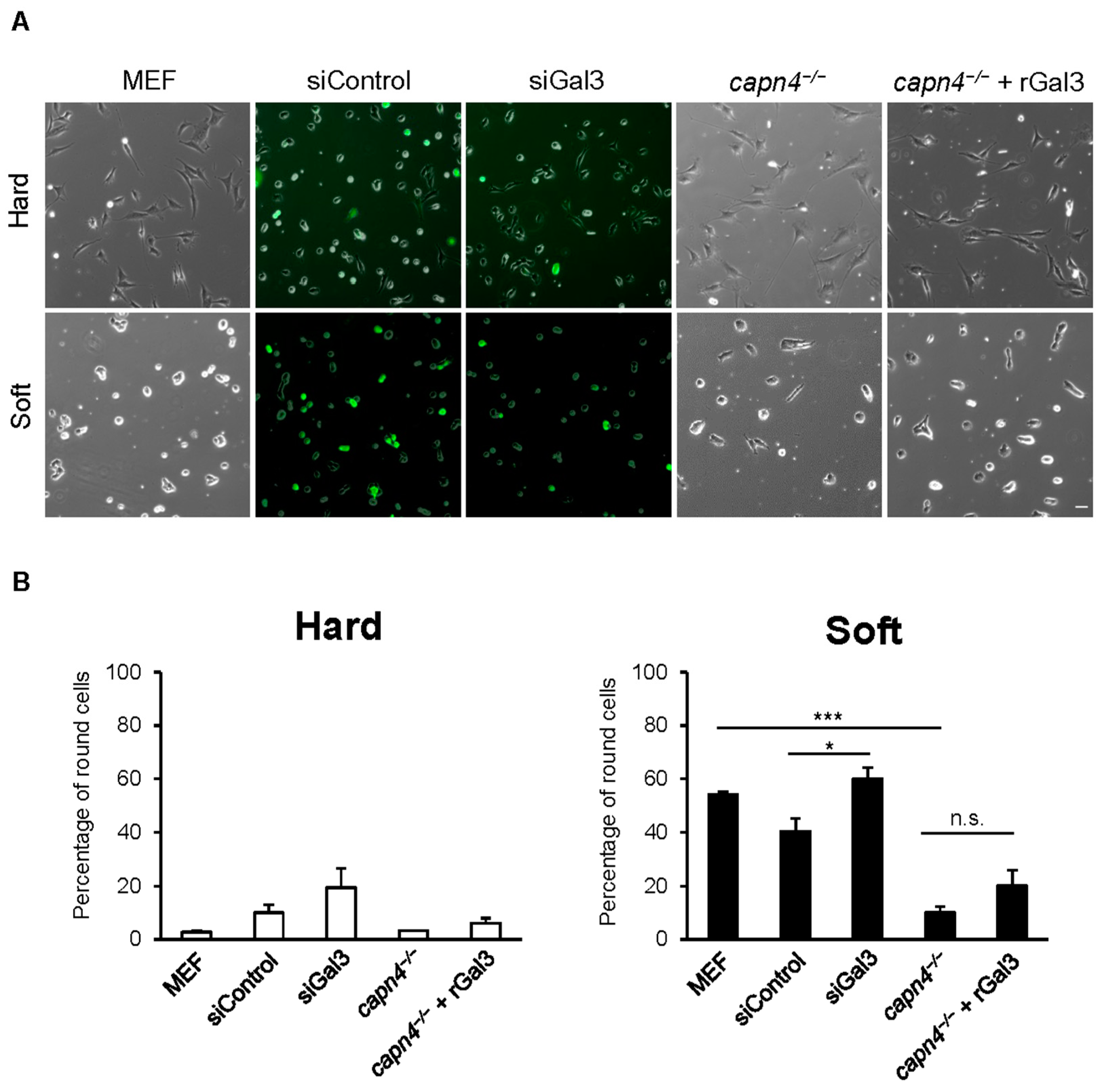 Biomedicines 12 01247 g004