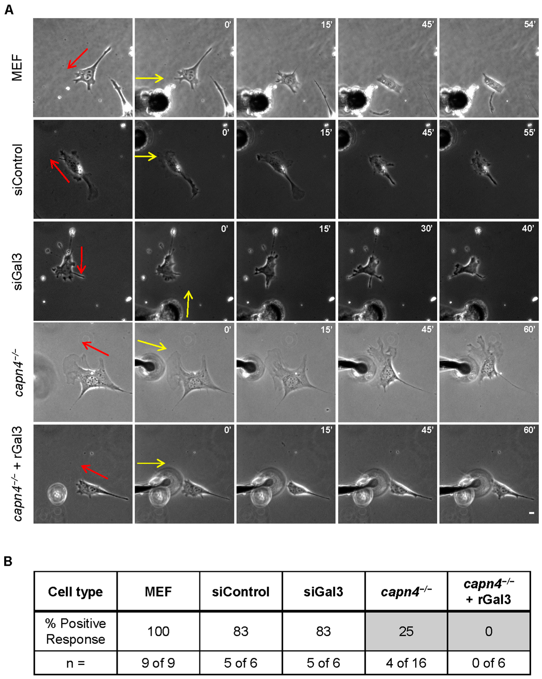 Biomedicines 12 01247 g005