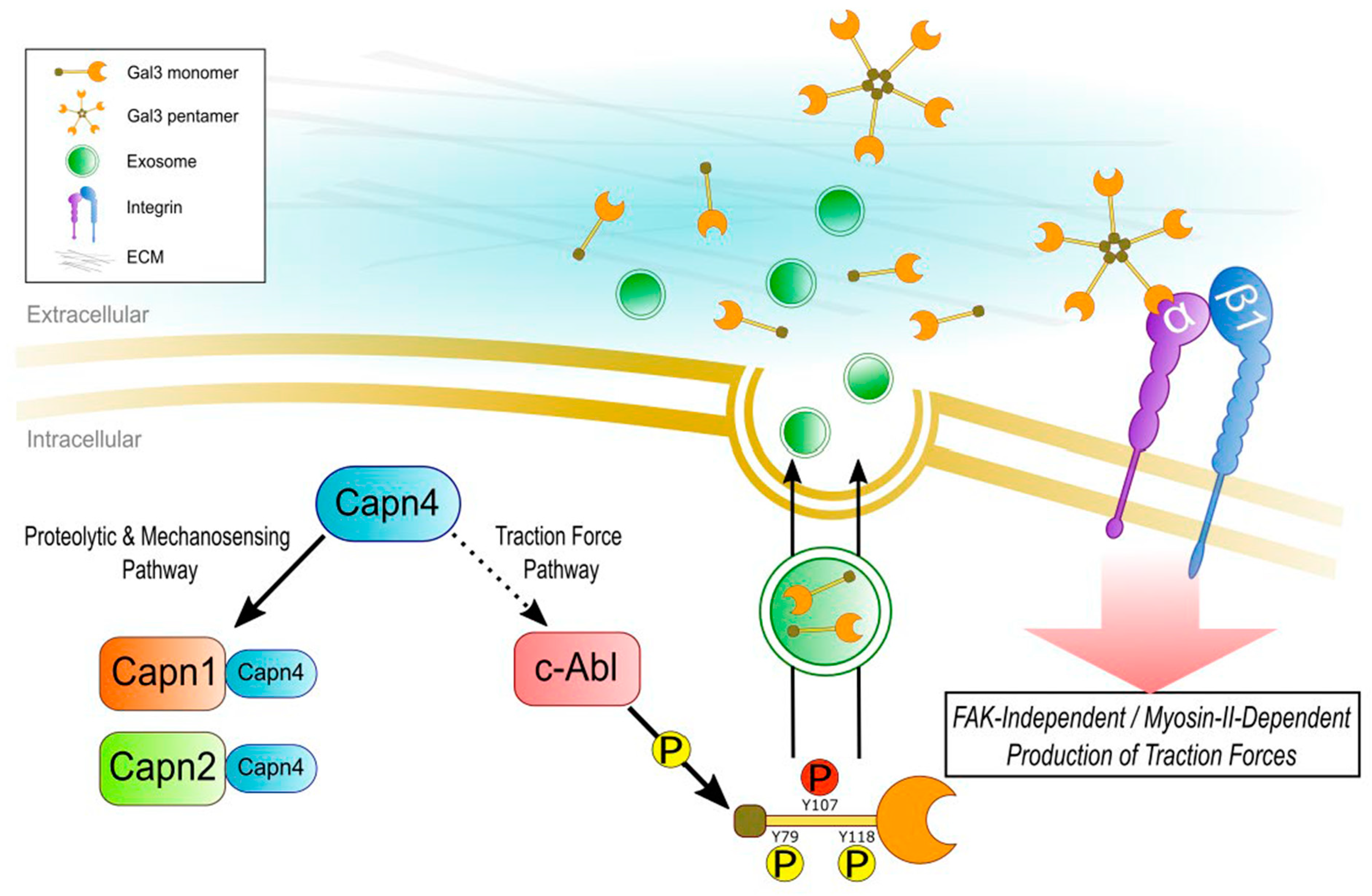 Biomedicines 12 01247 g008
