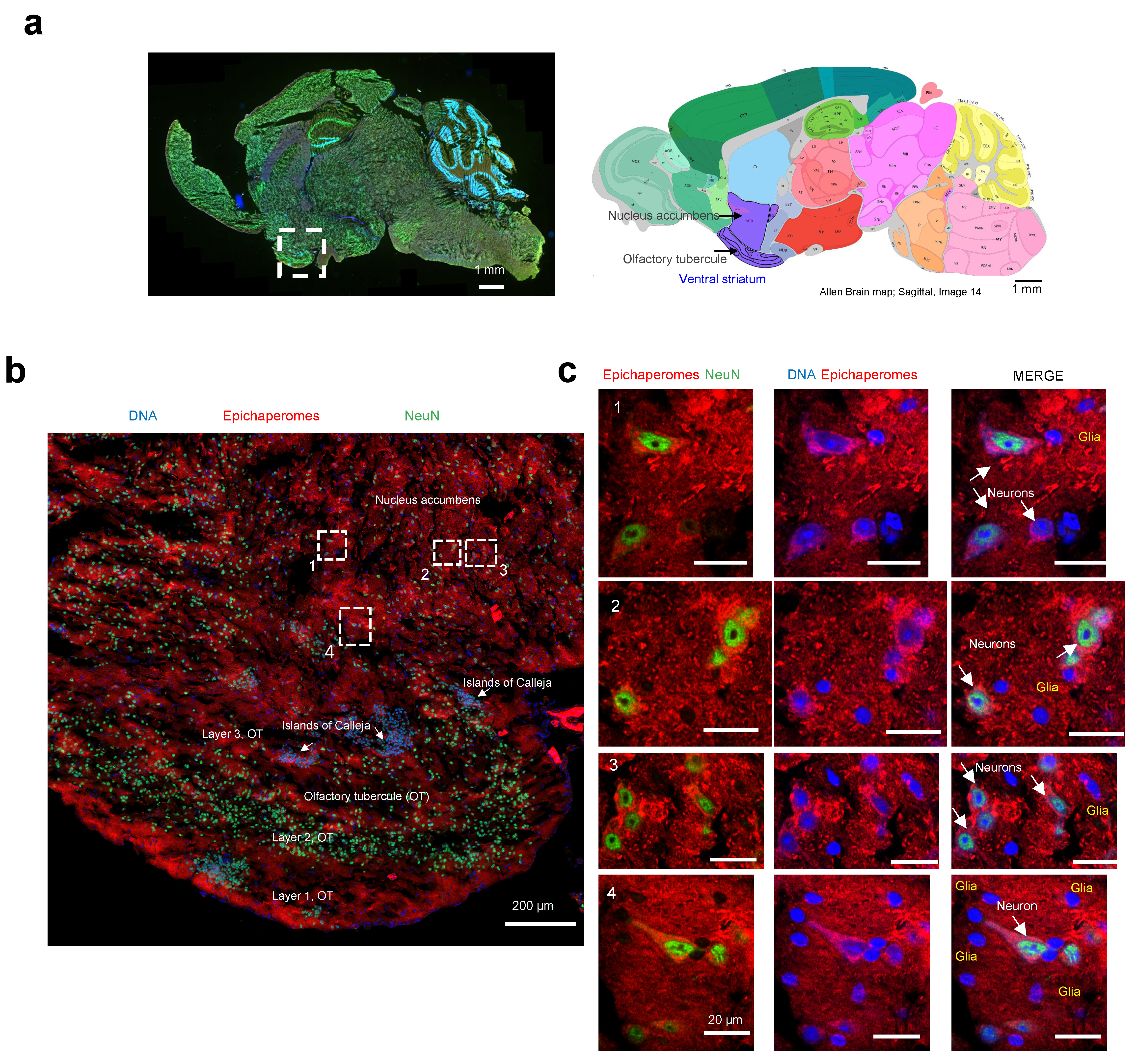 Biomedicines 12 01252 g007