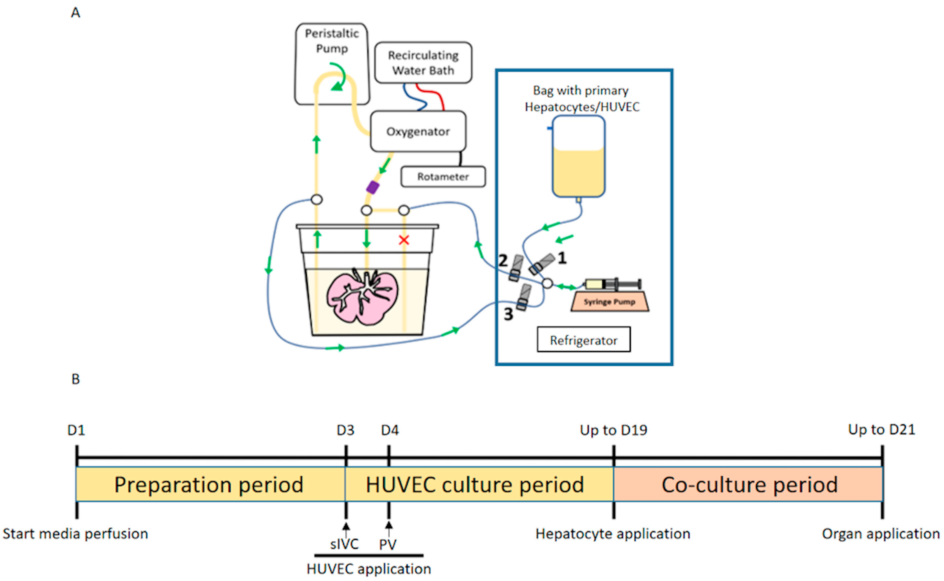 Biomedicines 12 01272 g001