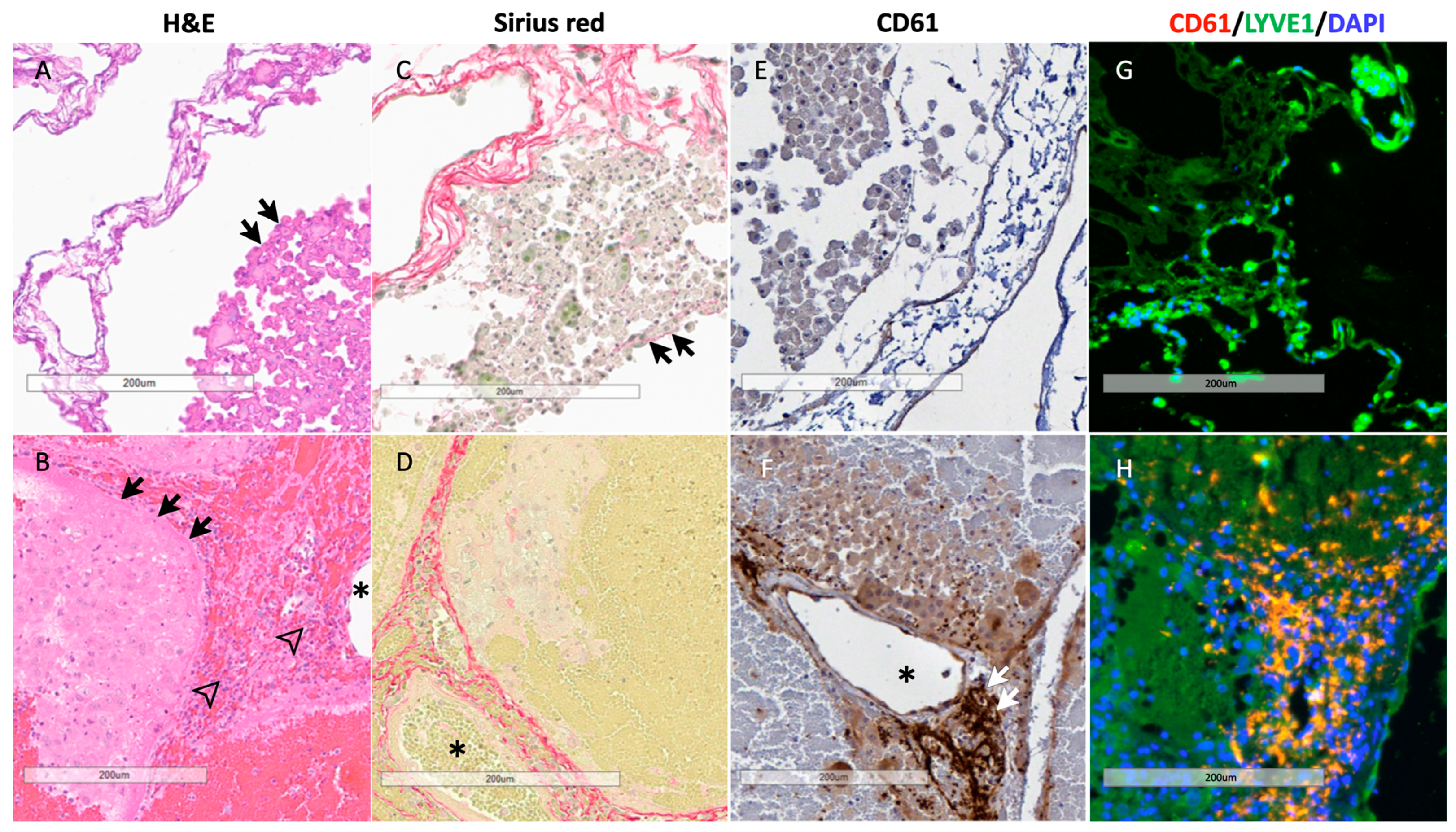 Biomedicines 12 01272 g008