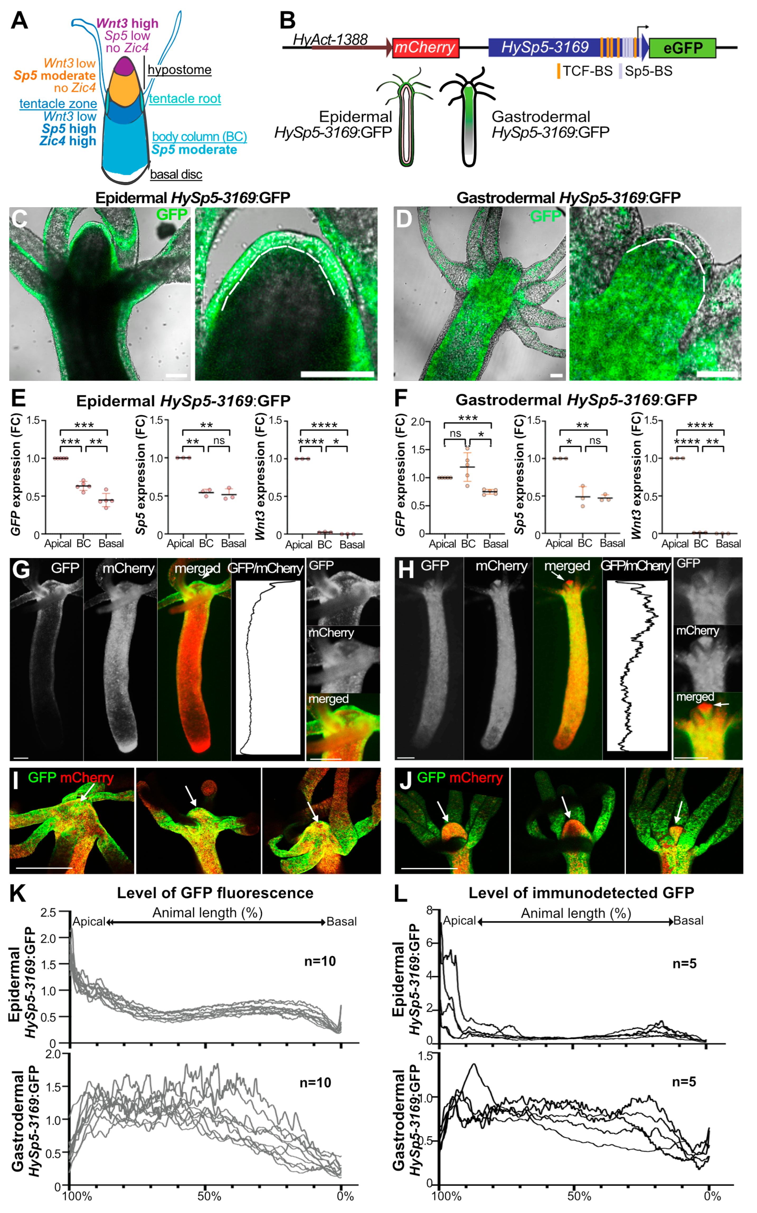 Biomedicines 12 01274 g001