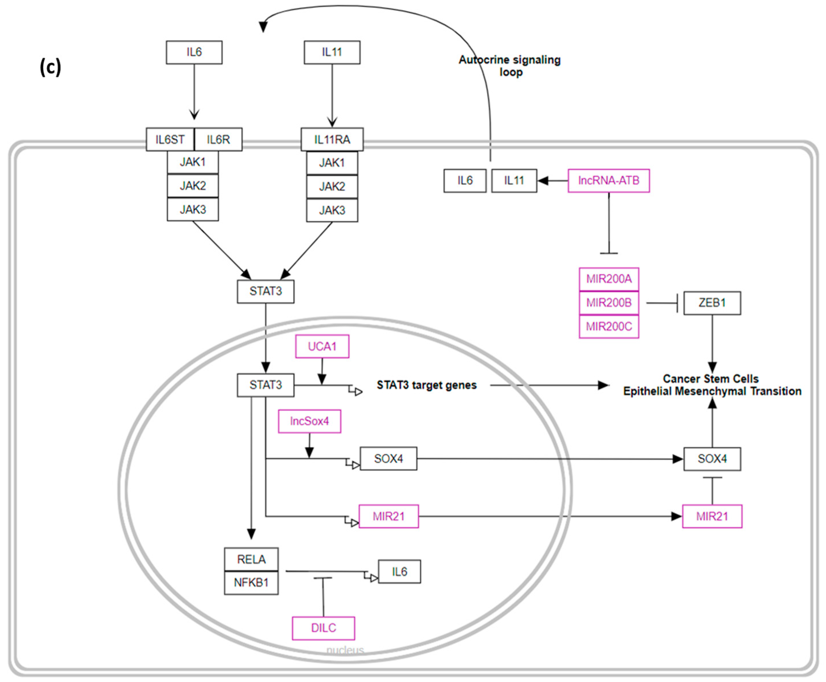 Biomedicines 12 01305 g005b