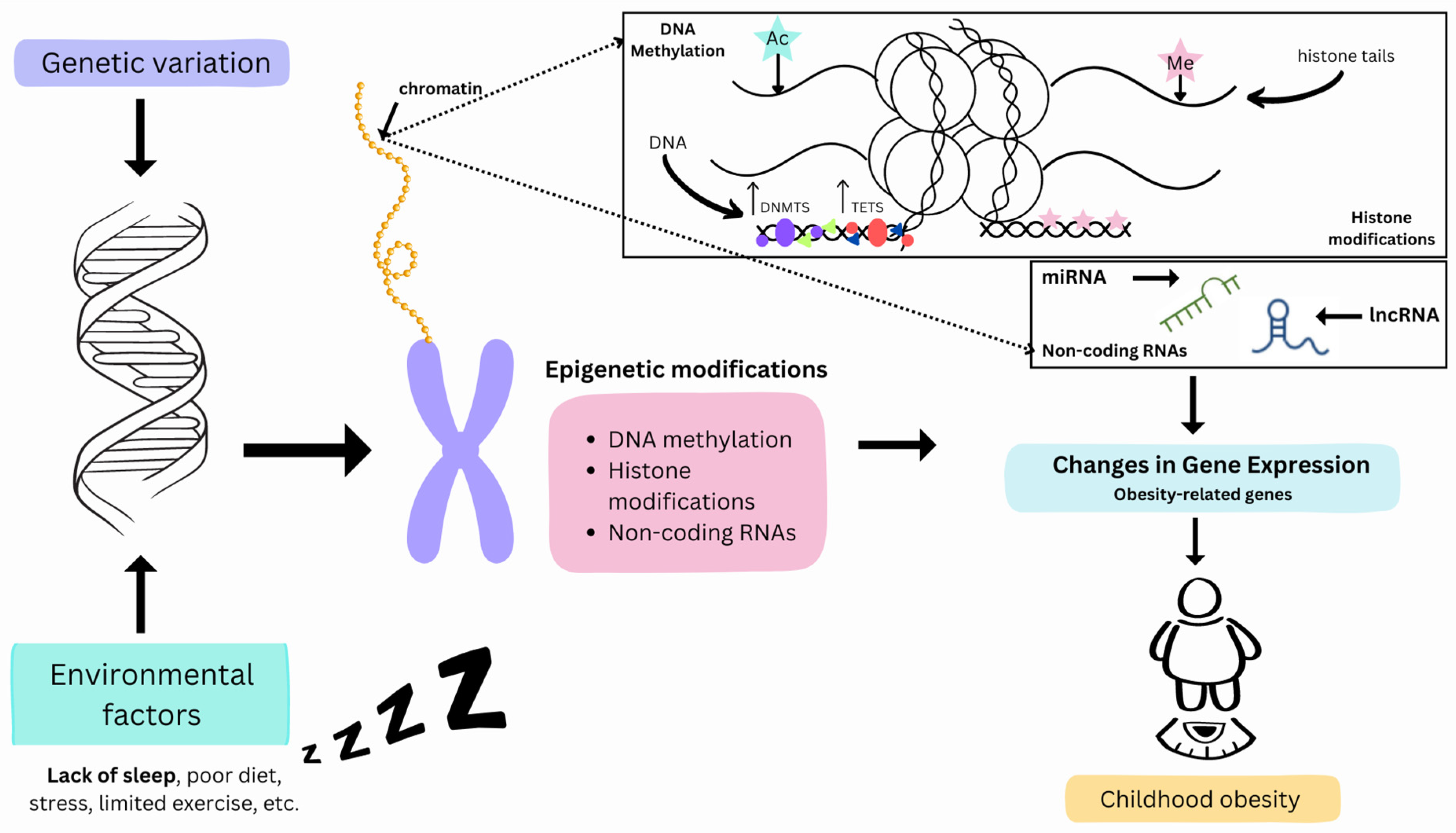 Biomedicines 12 01334 g001