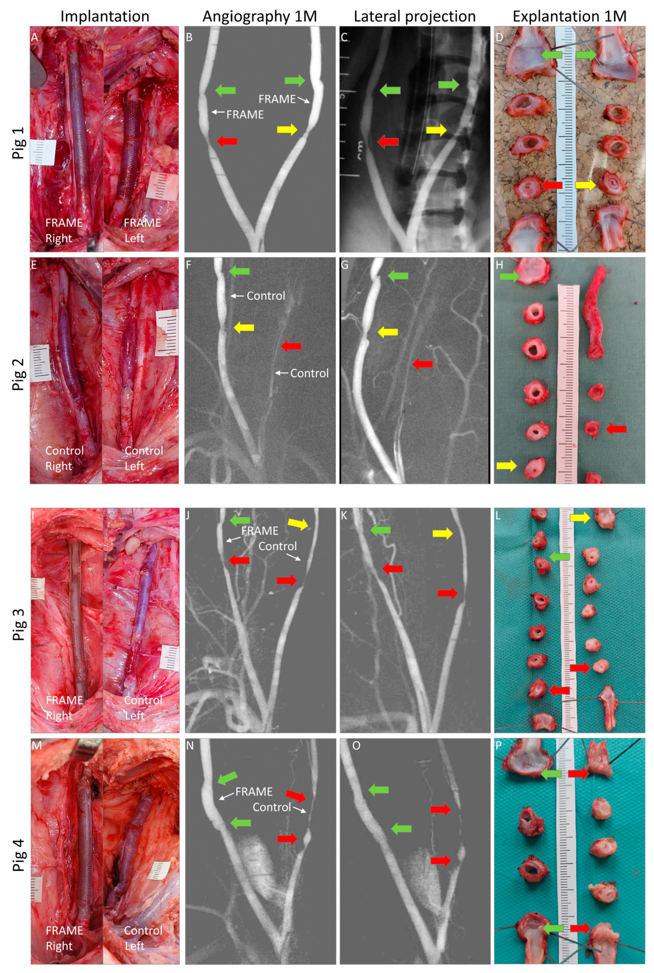 Biomedicines 12 01335 g003