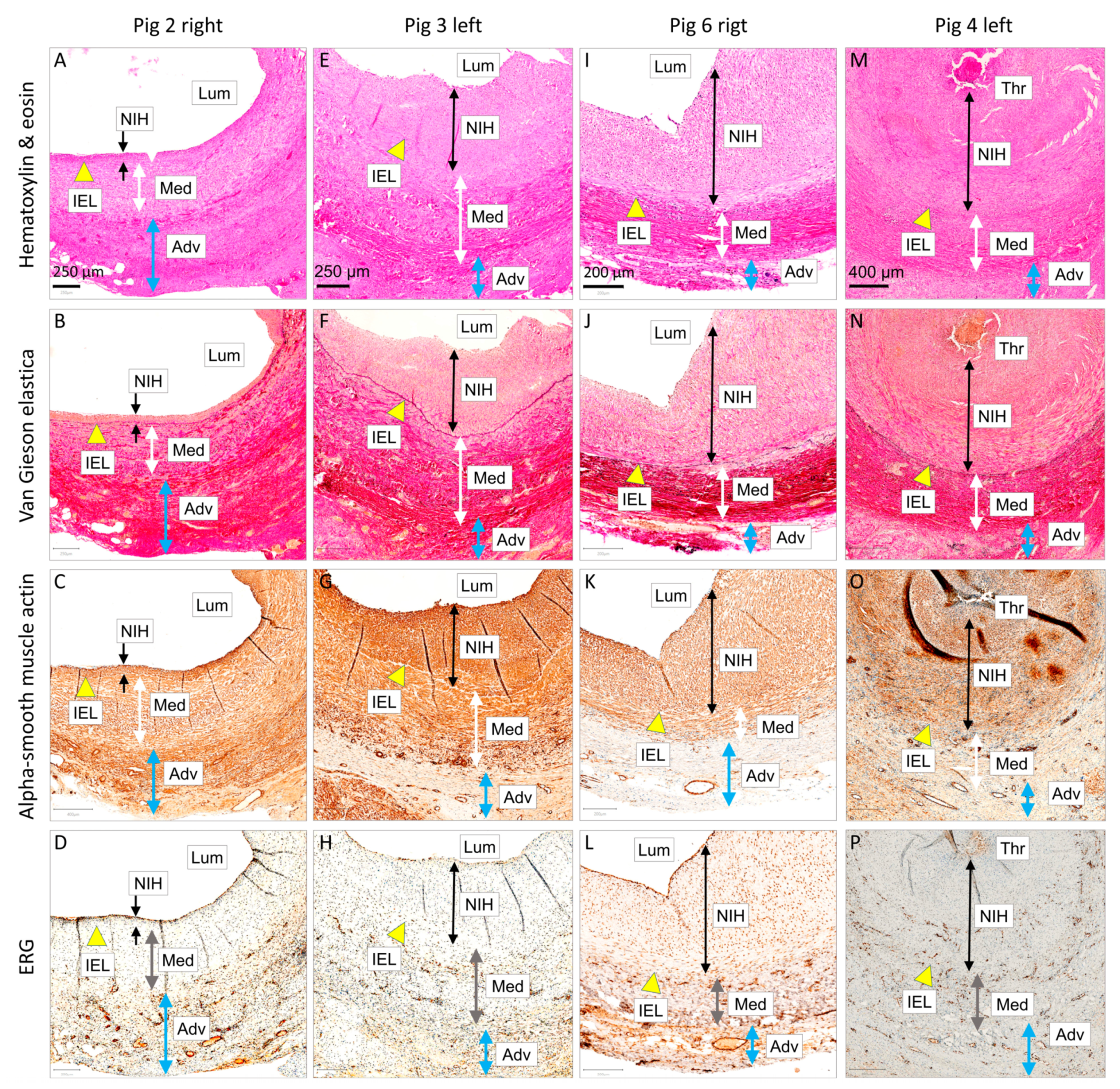 Biomedicines 12 01335 g009