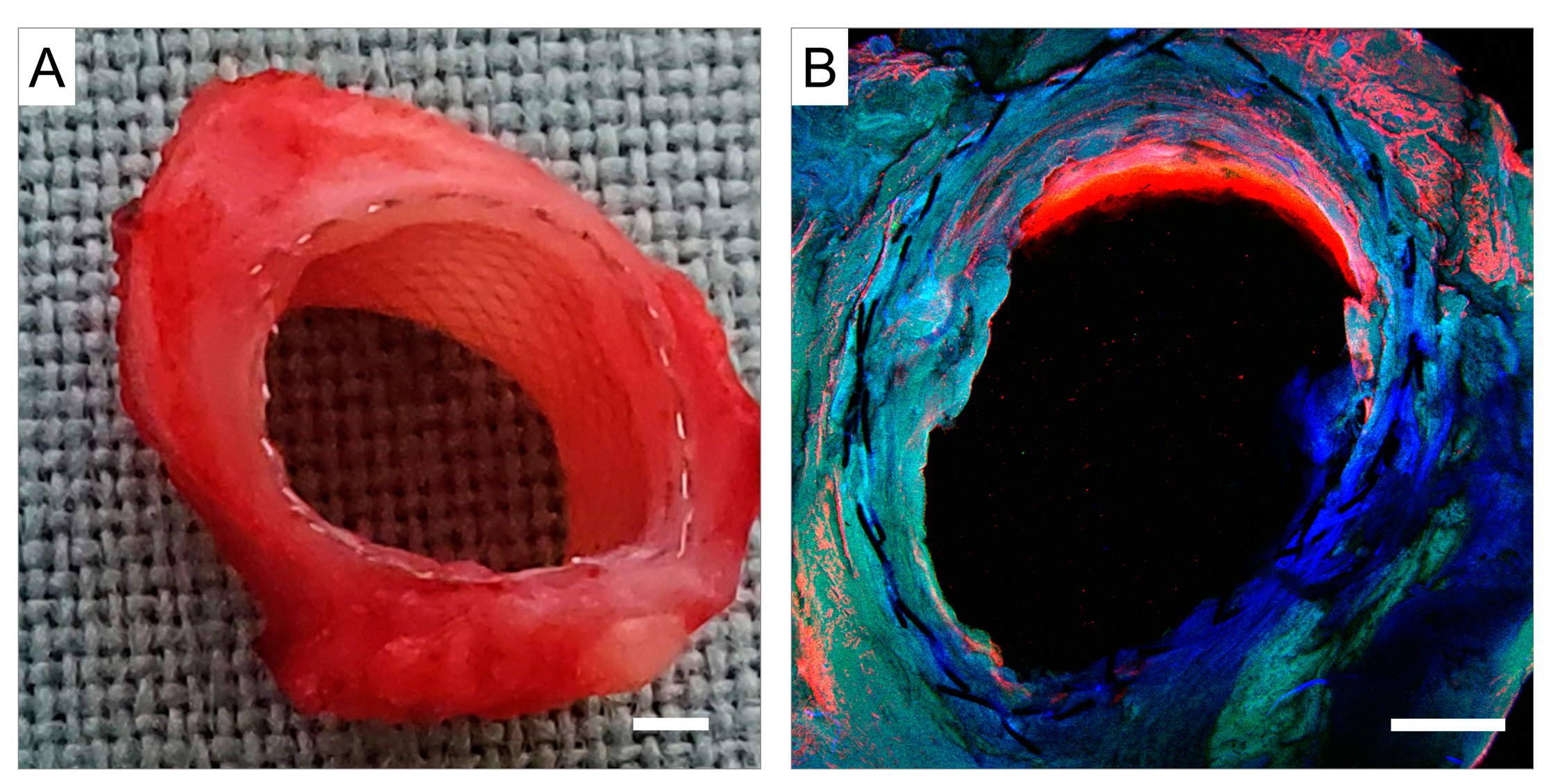 Biomedicines 12 01335 g010