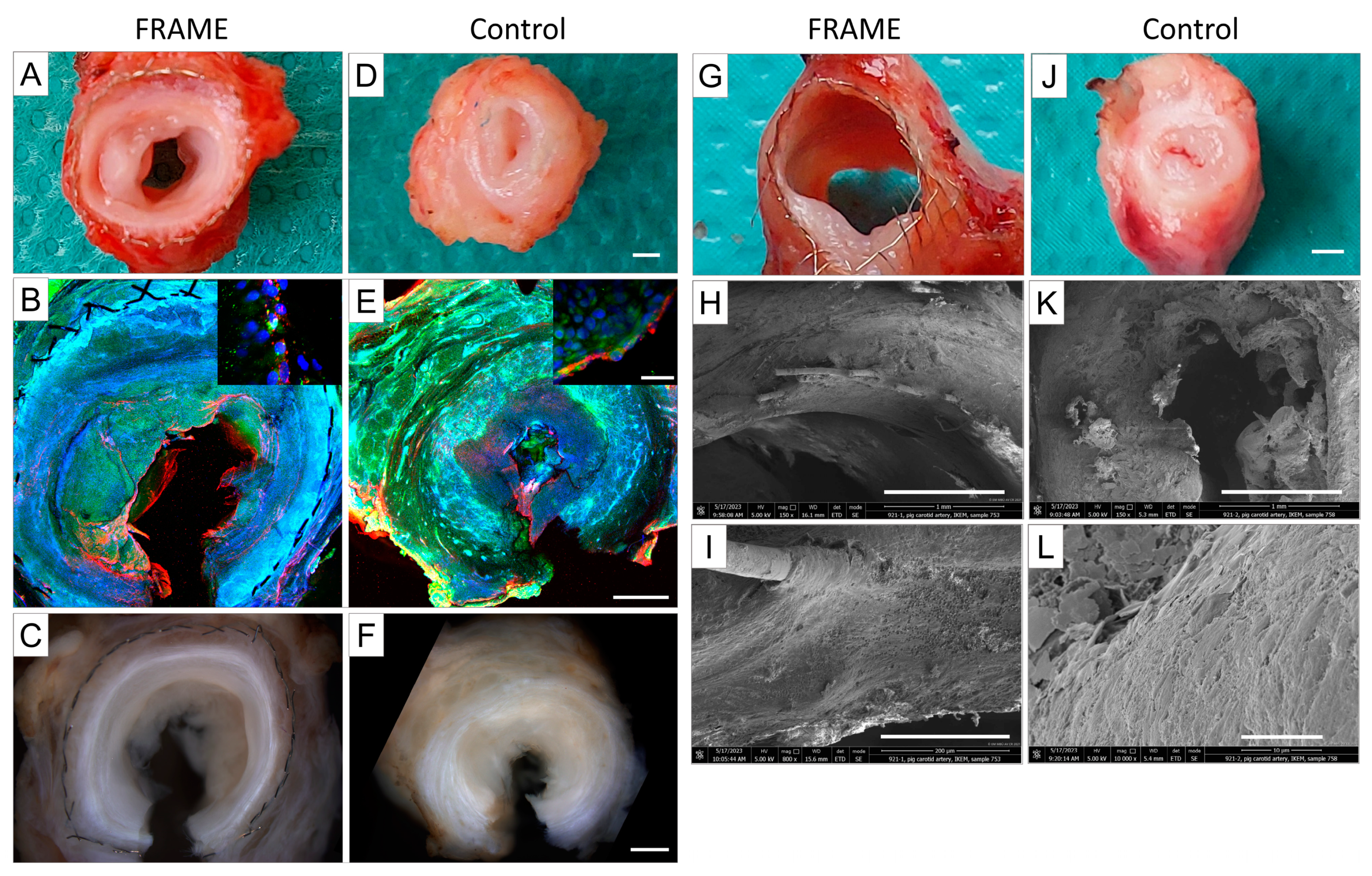 Biomedicines 12 01335 g011