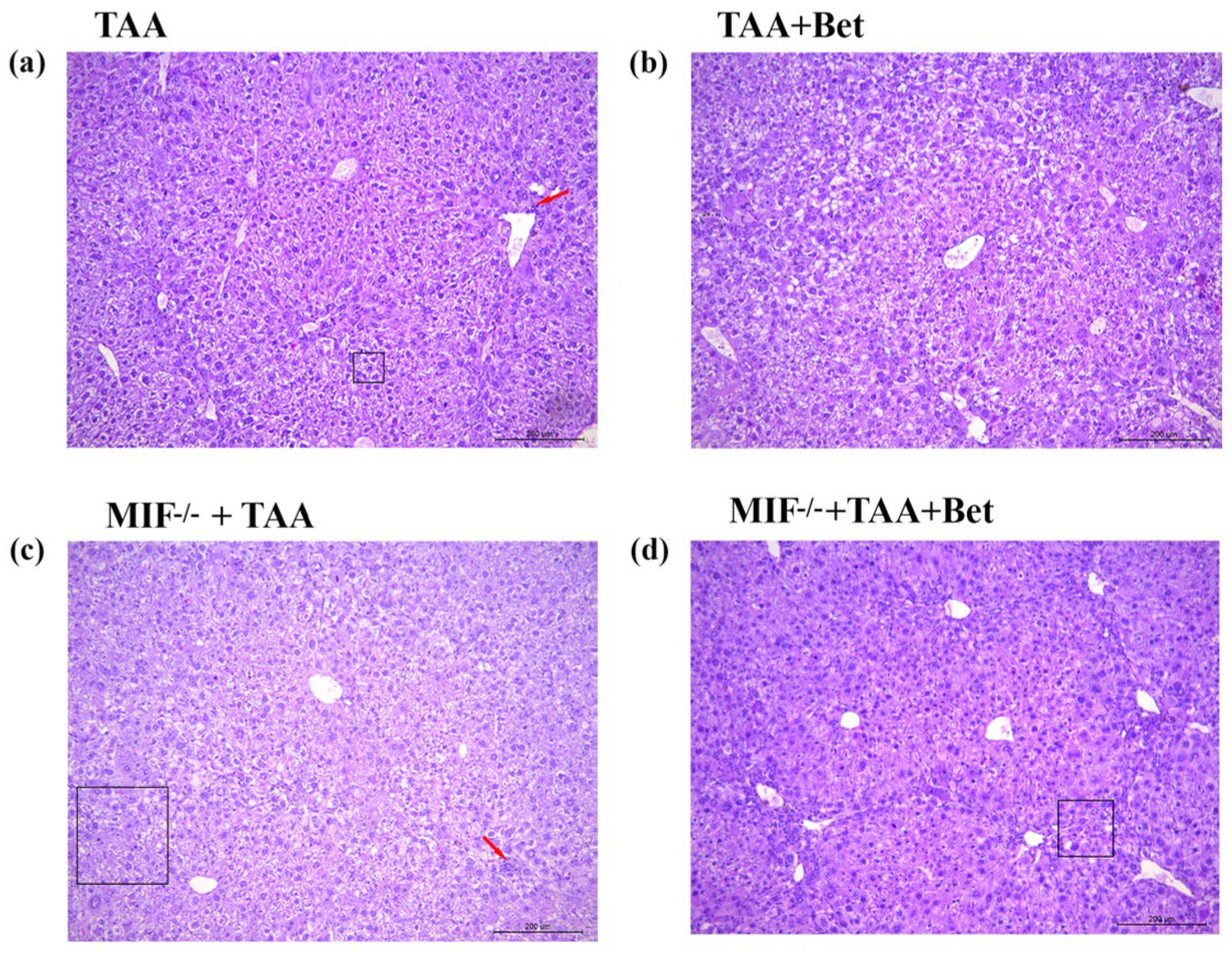 Biomedicines 12 01337 g004 Biomedicines 12 01337 g004