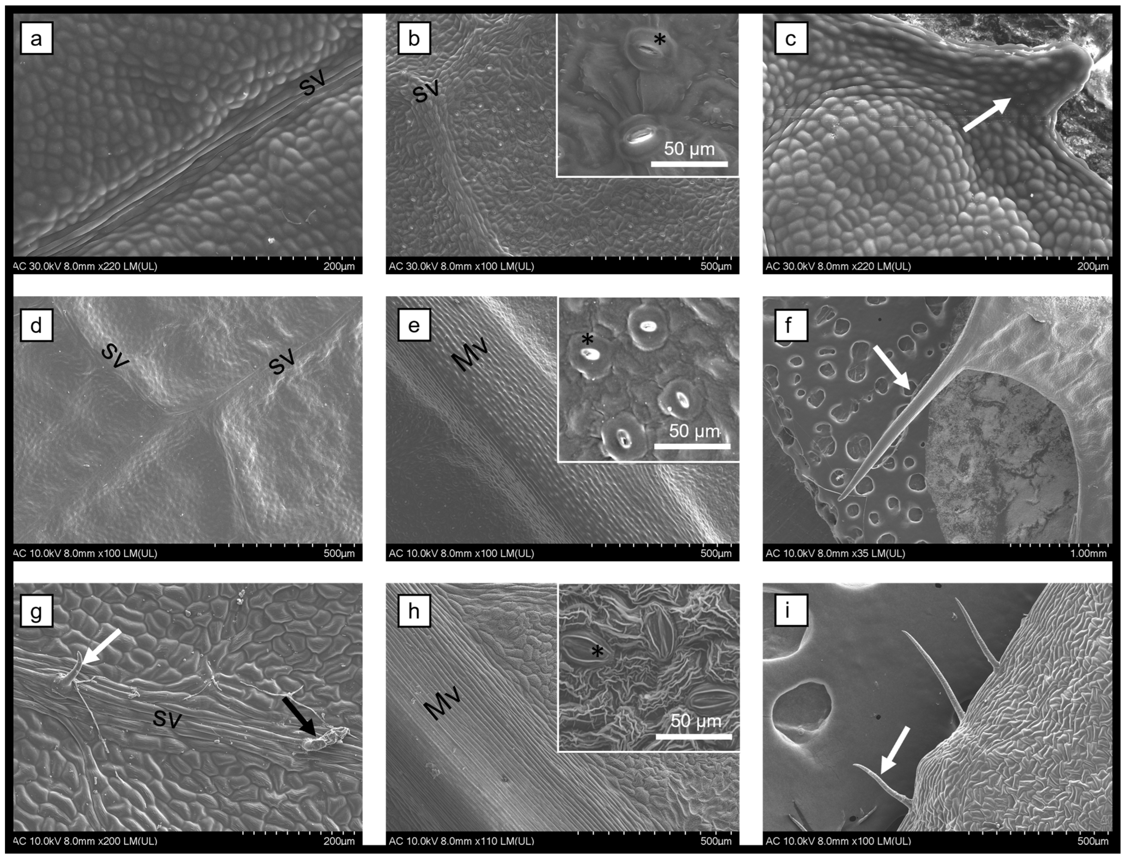 Biomedicines 12 01339 g001
