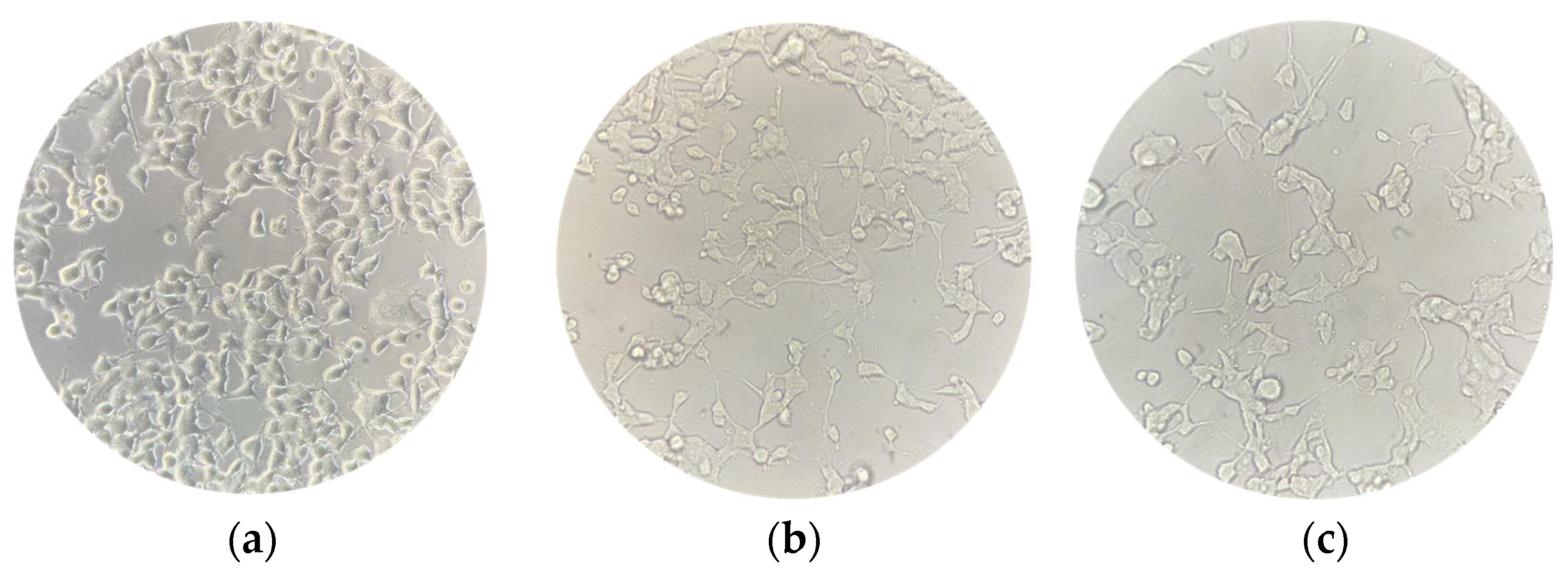 Biomedicines 12 01340 g002