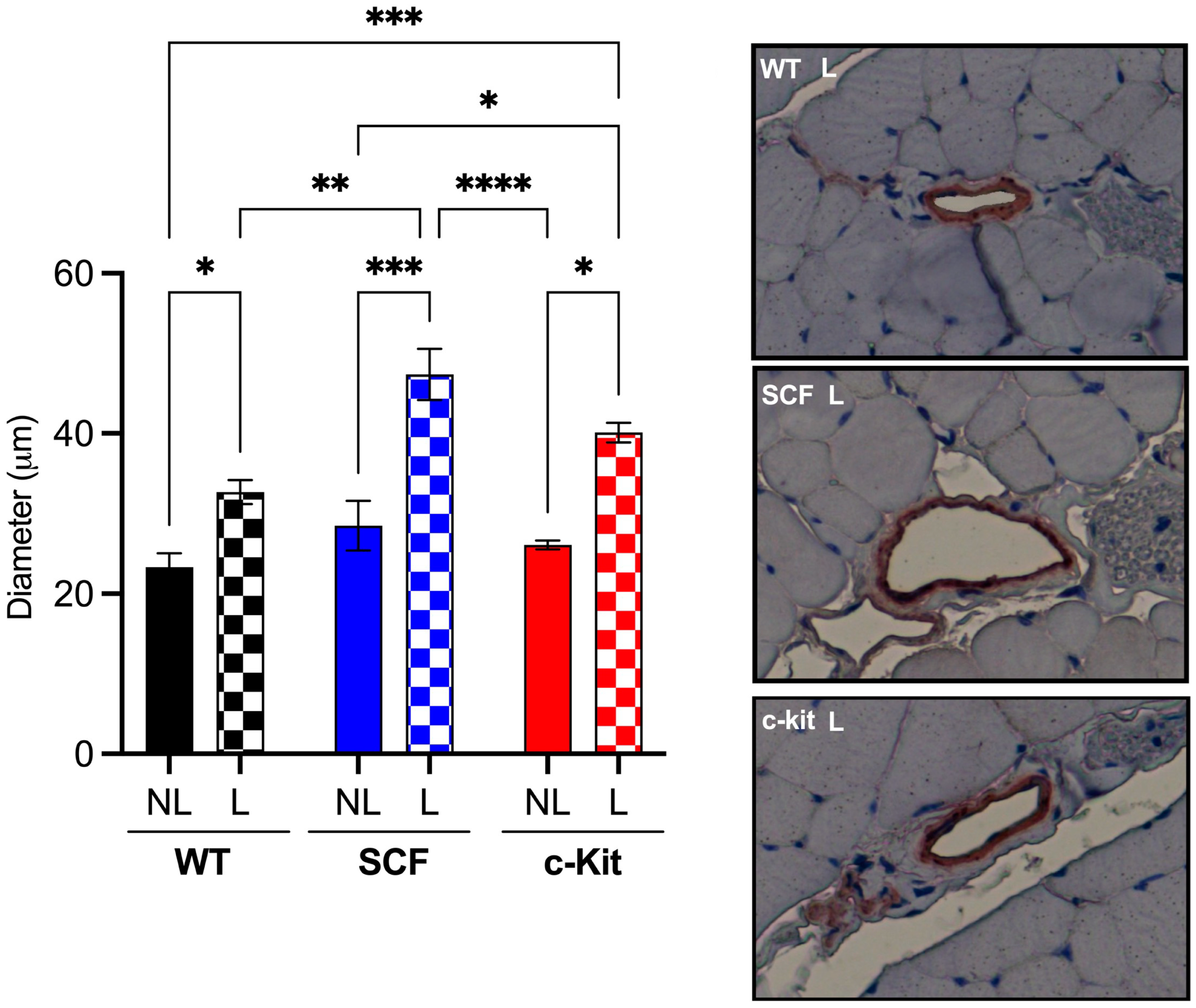 Biomedicines 12 01358 g004 Biomedicines 12 01358 g004