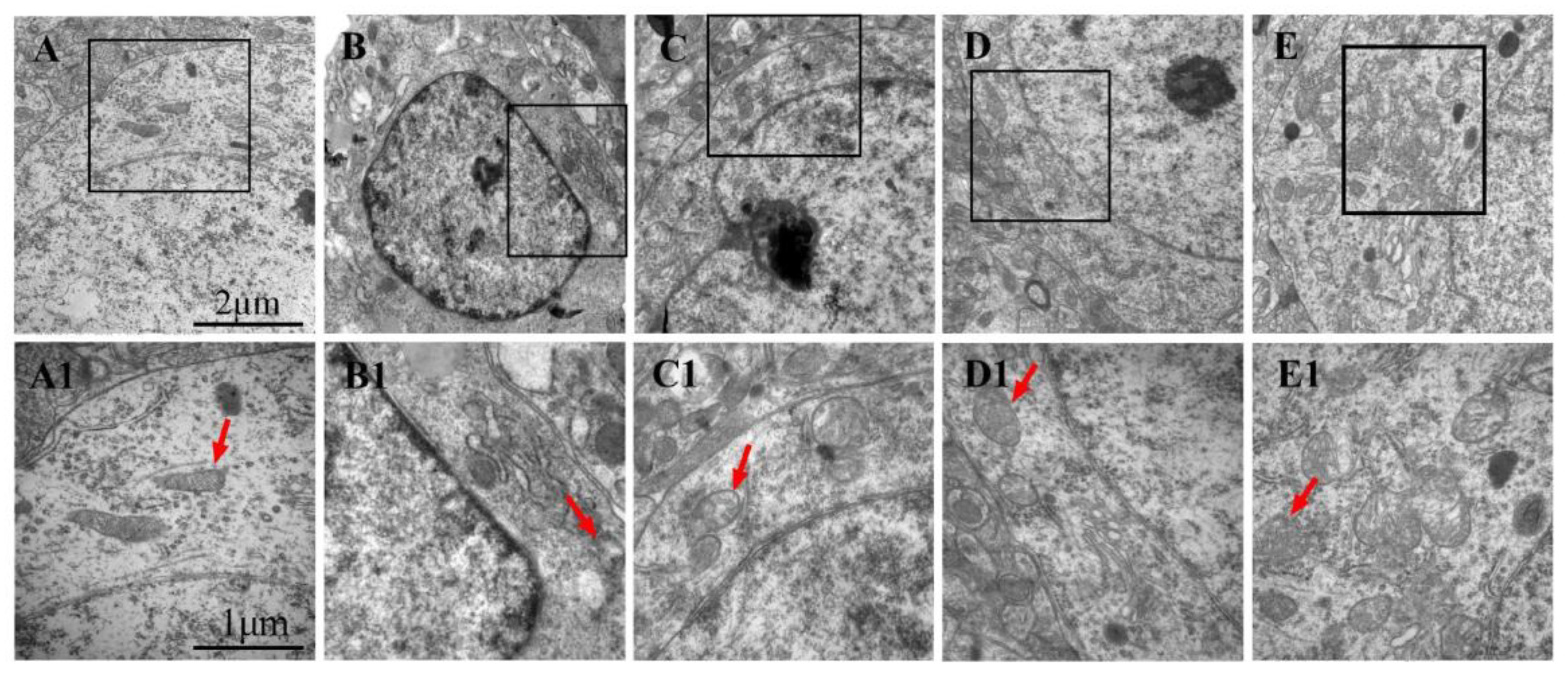 Biomedicines 12 01366 g007