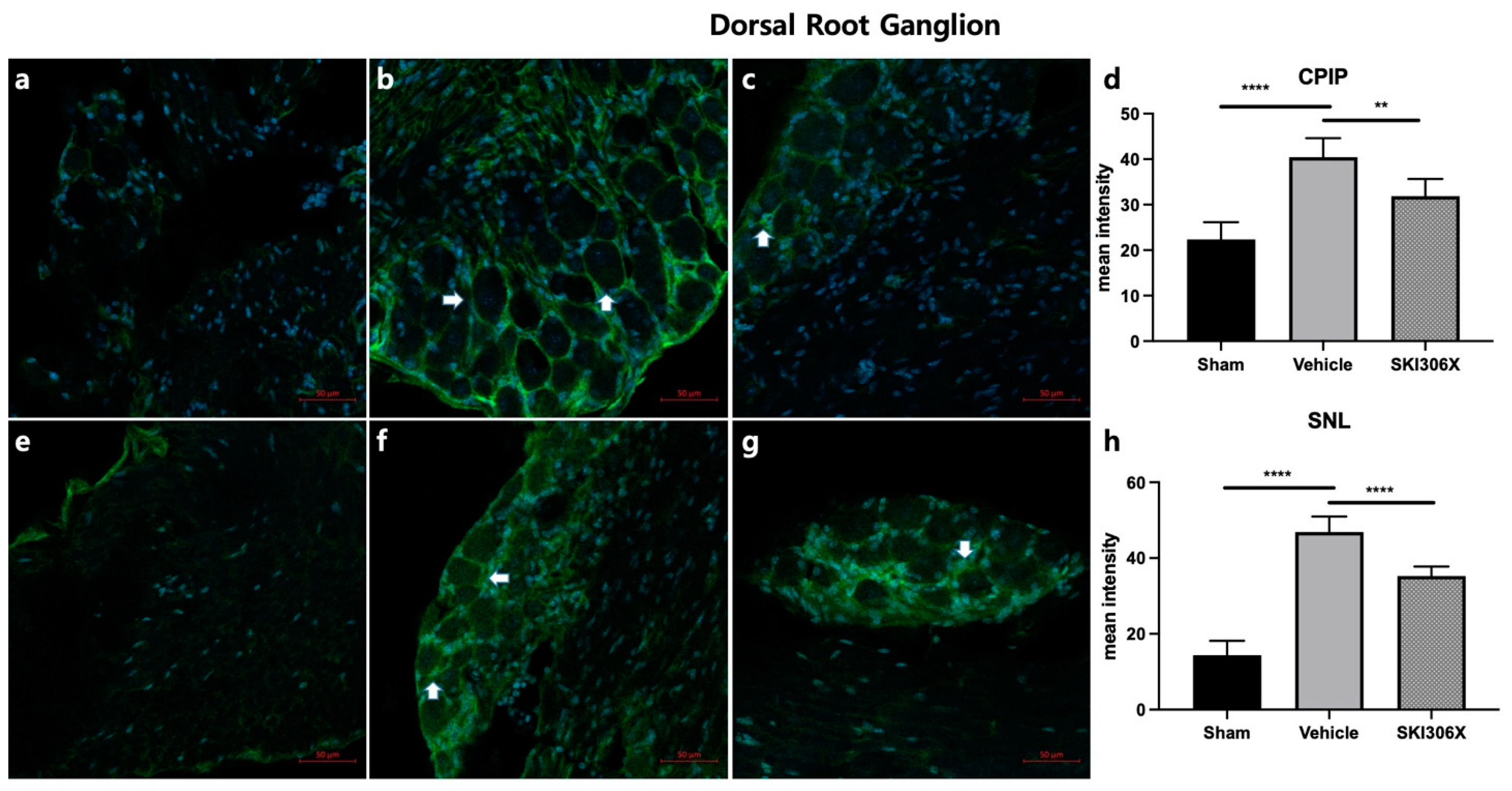 Biomedicines 12 01379 g004 Biomedicines 12 01379 g004
