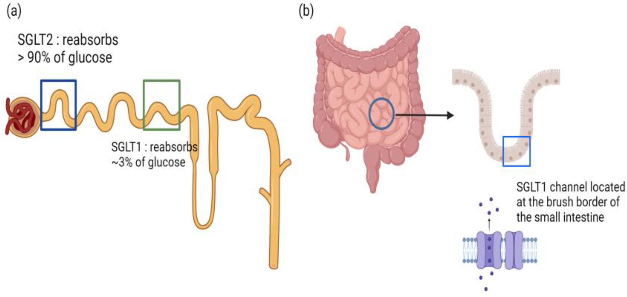Biomedicines 12 01386 g005 Biomedicines 12 01386 g005