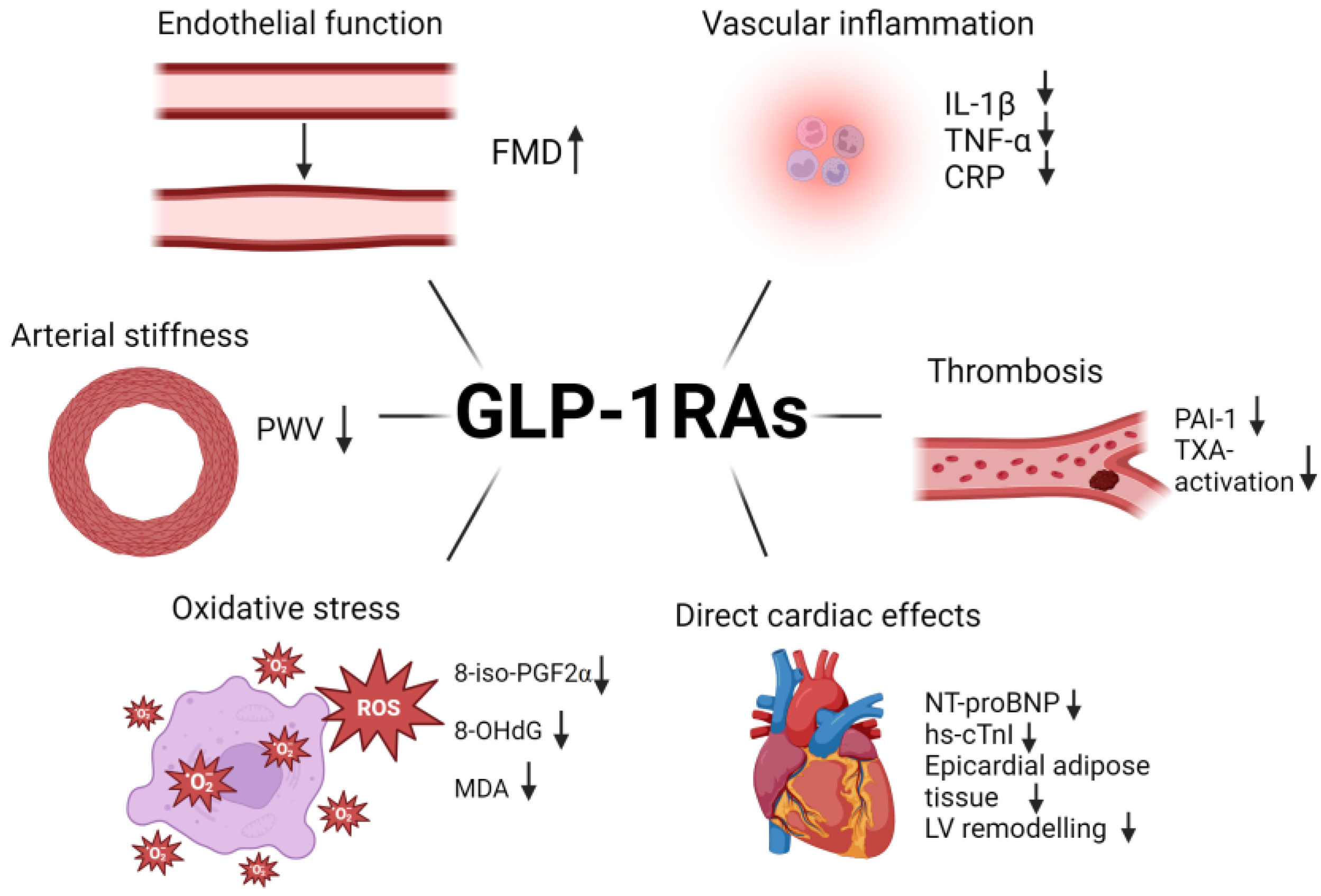 Biomedicines 12 01386 g007 Biomedicines 12 01386 g007