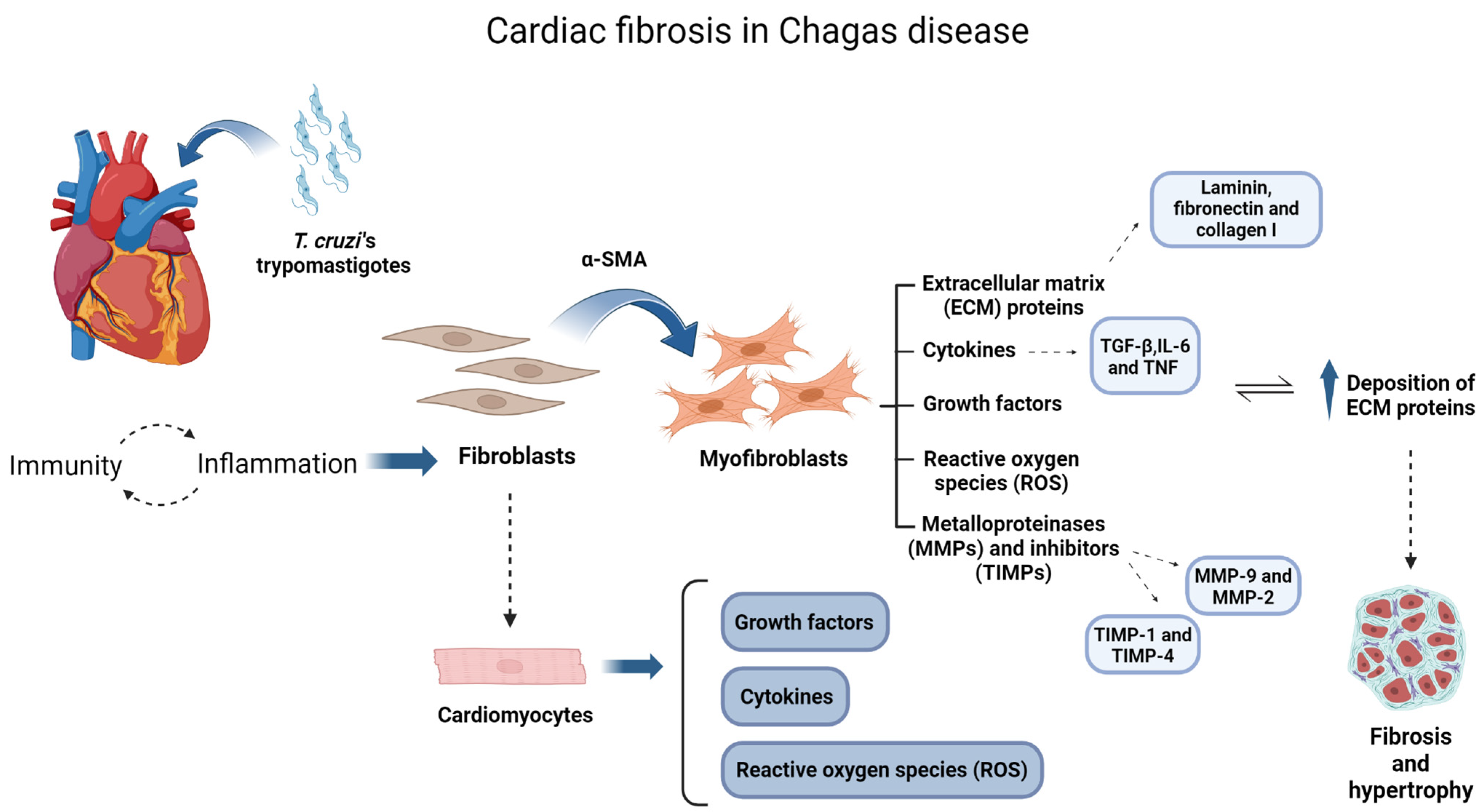 Biomedicines 12 01410 g001