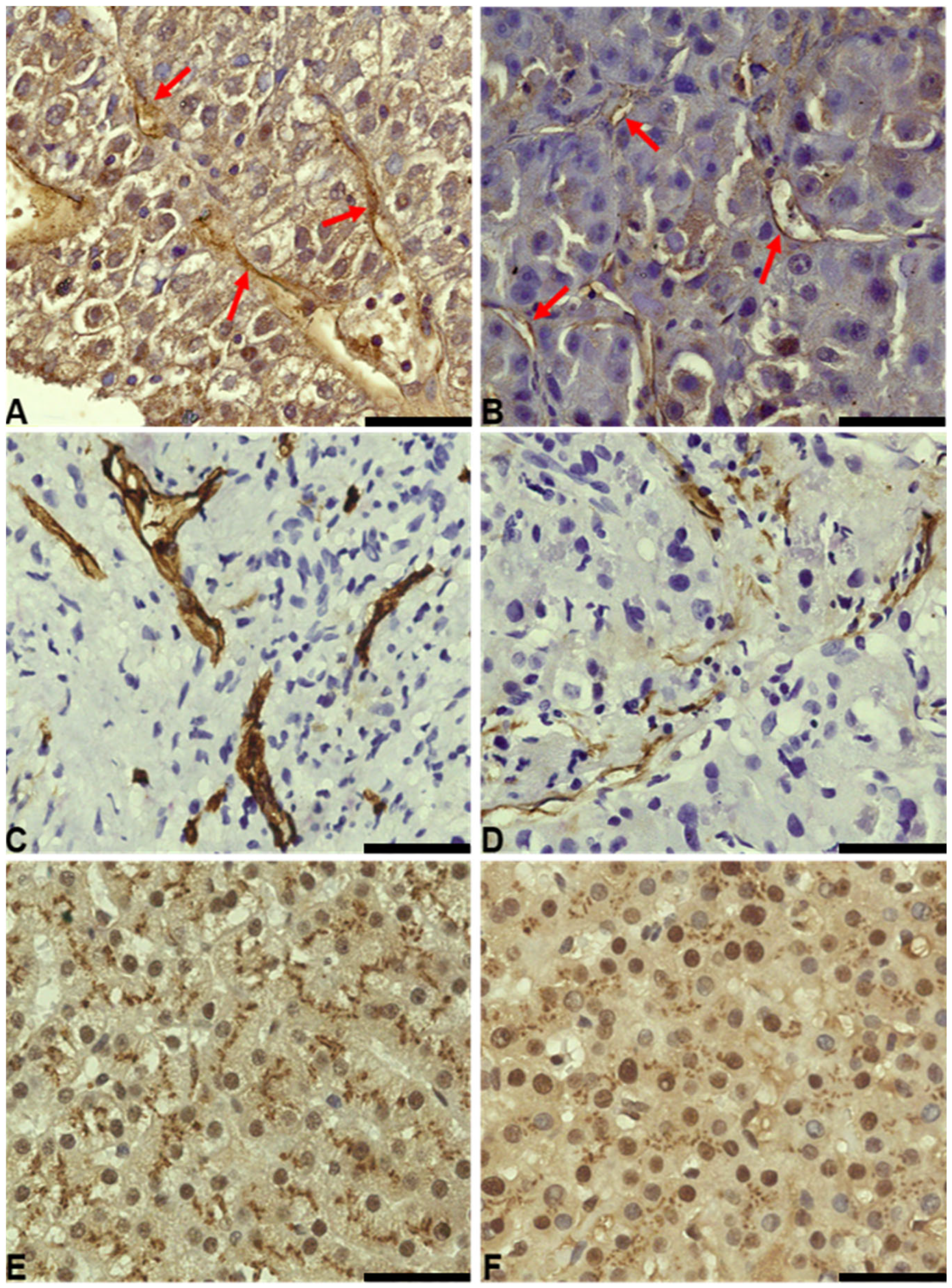 Biomedicines 12 01424 g002 Biomedicines 12 01424 g002