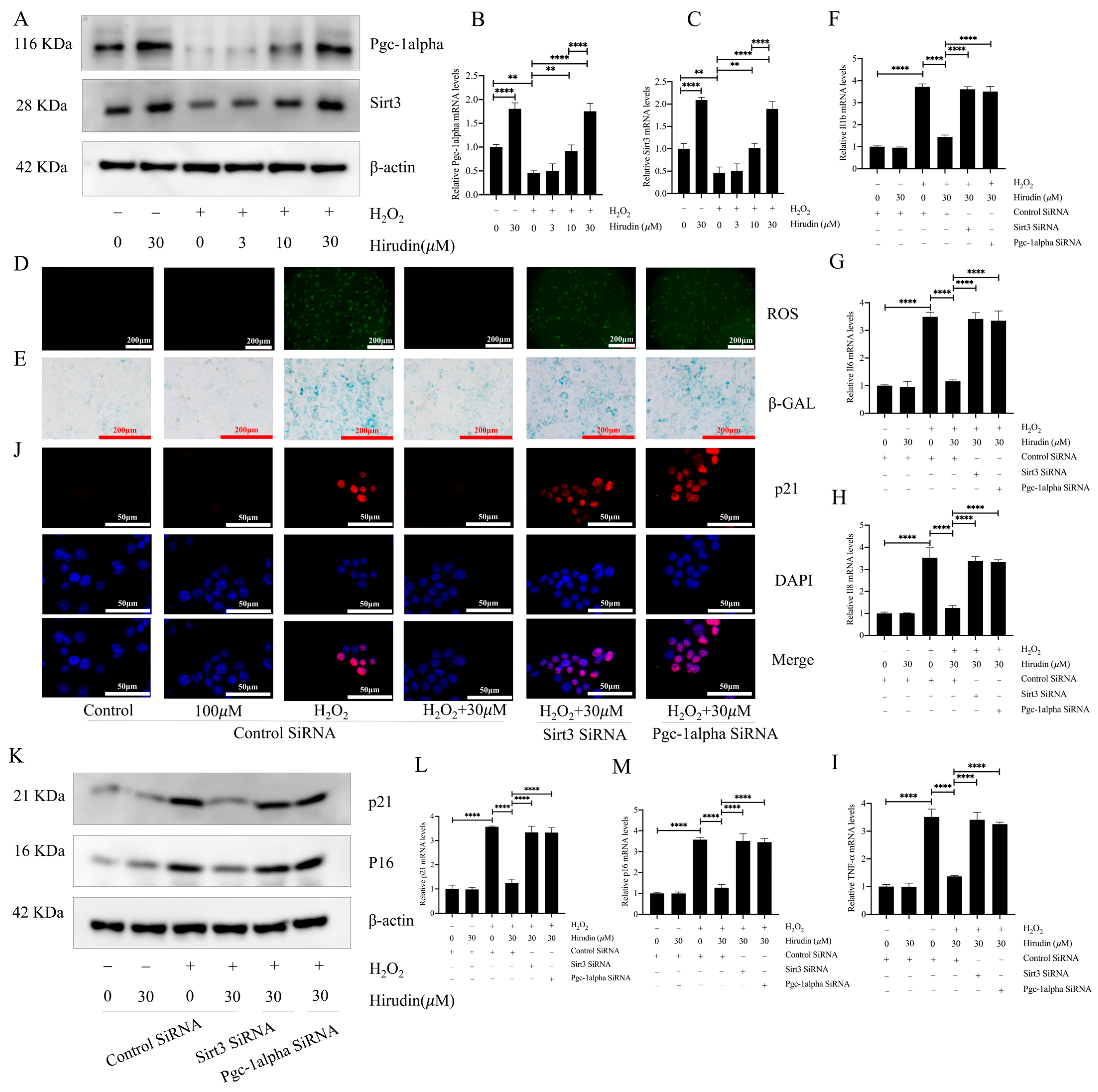 Biomedicines 12 01436 g005 Biomedicines 12 01436 g005