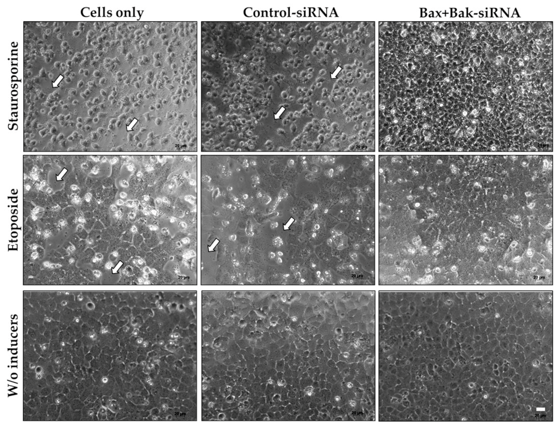Biomedicines 12 01439 g004