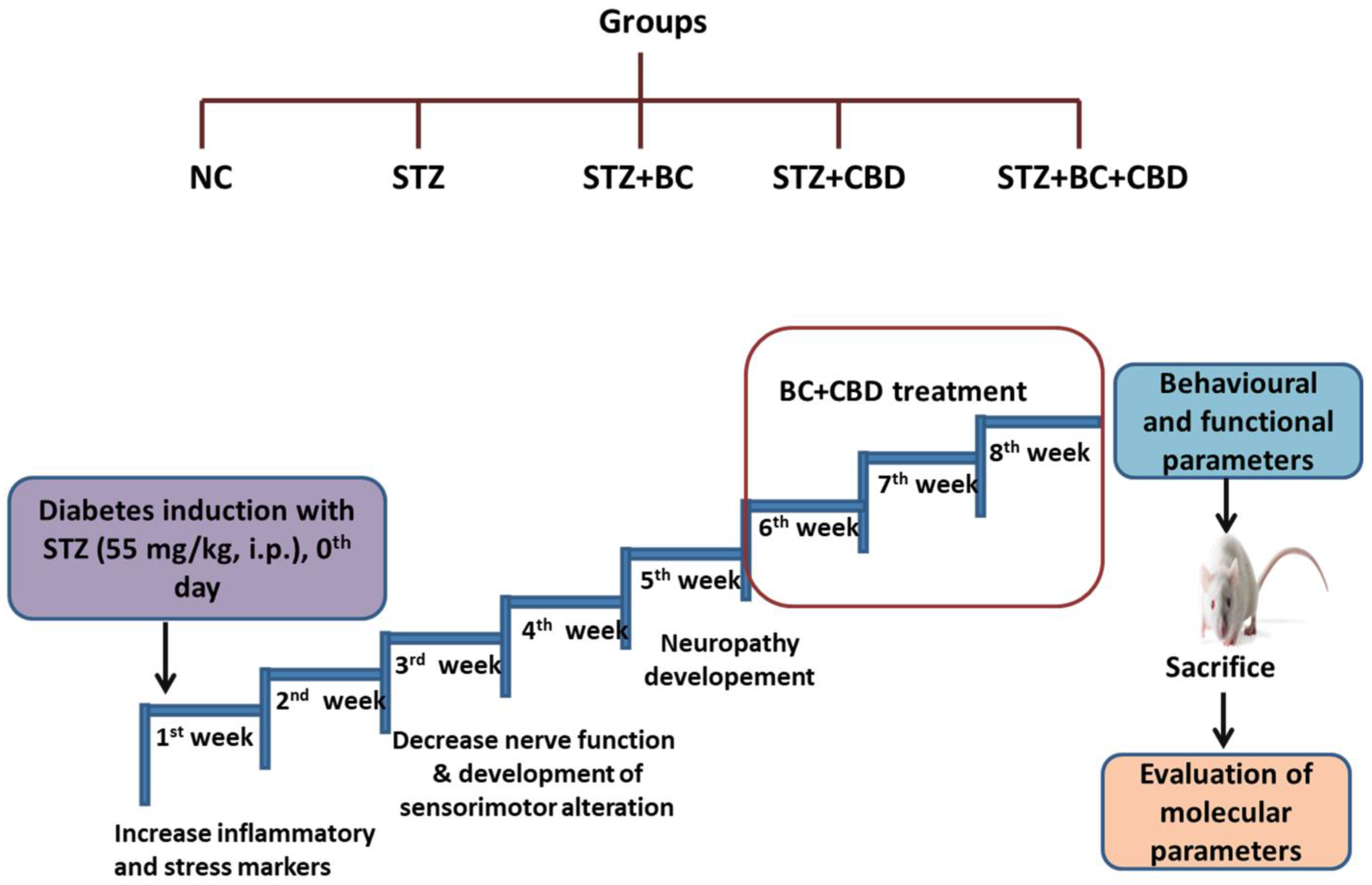 Biomedicines 12 01442 g001 Biomedicines 12 01442 g001