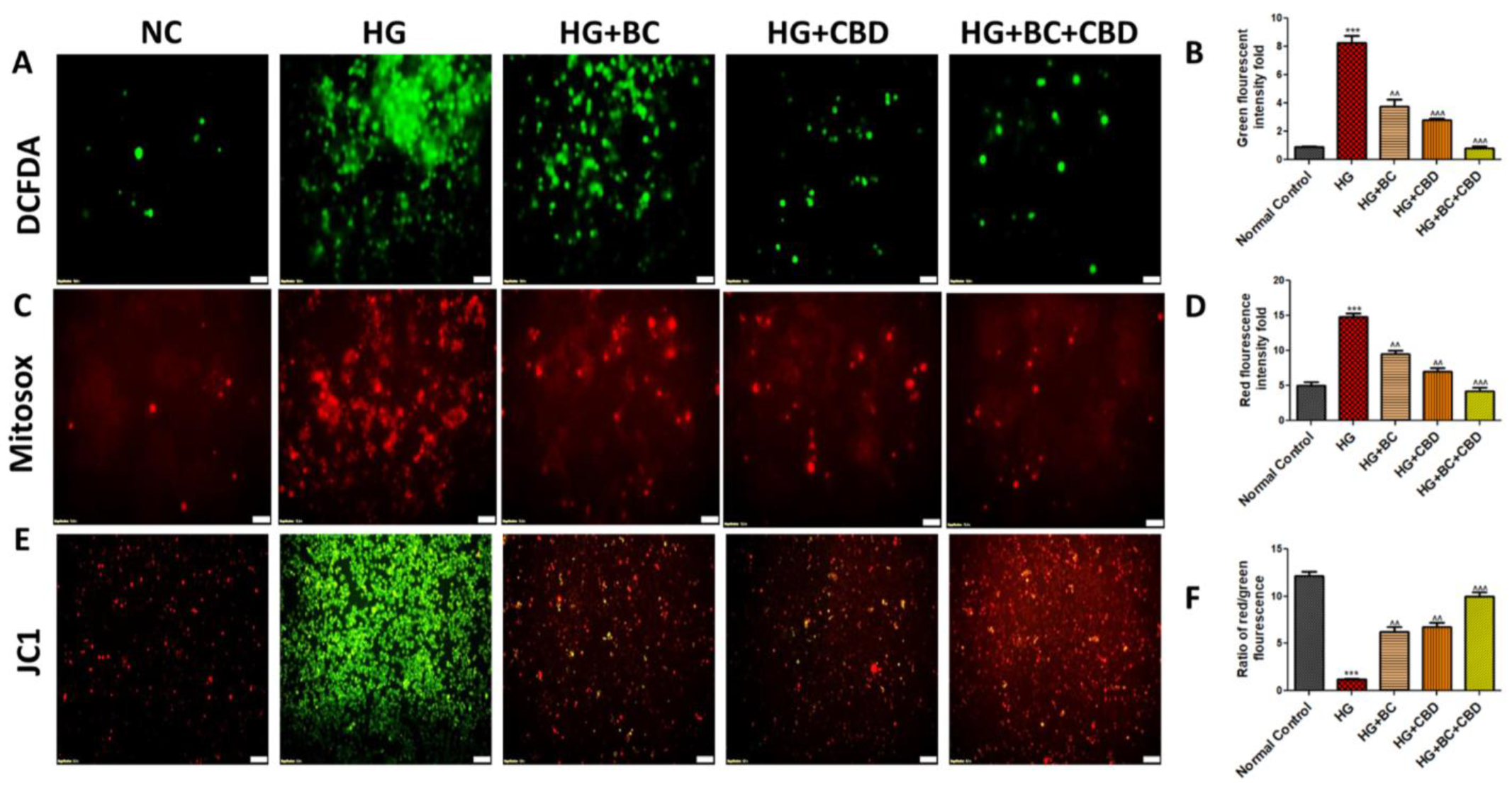 Biomedicines 12 01442 g003 Biomedicines 12 01442 g003
