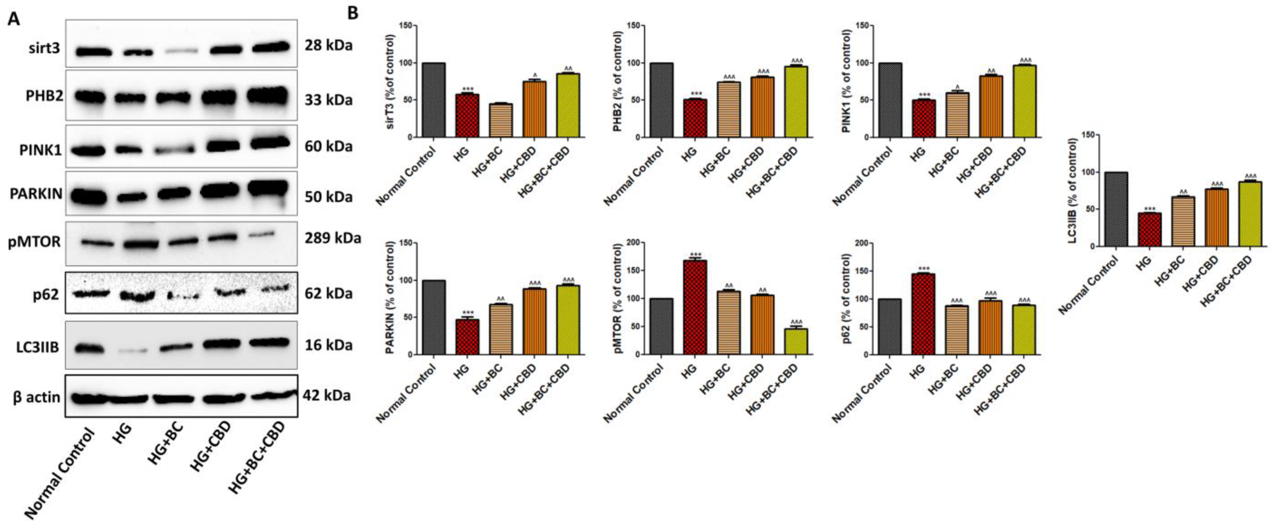 Biomedicines 12 01442 g006 Biomedicines 12 01442 g006