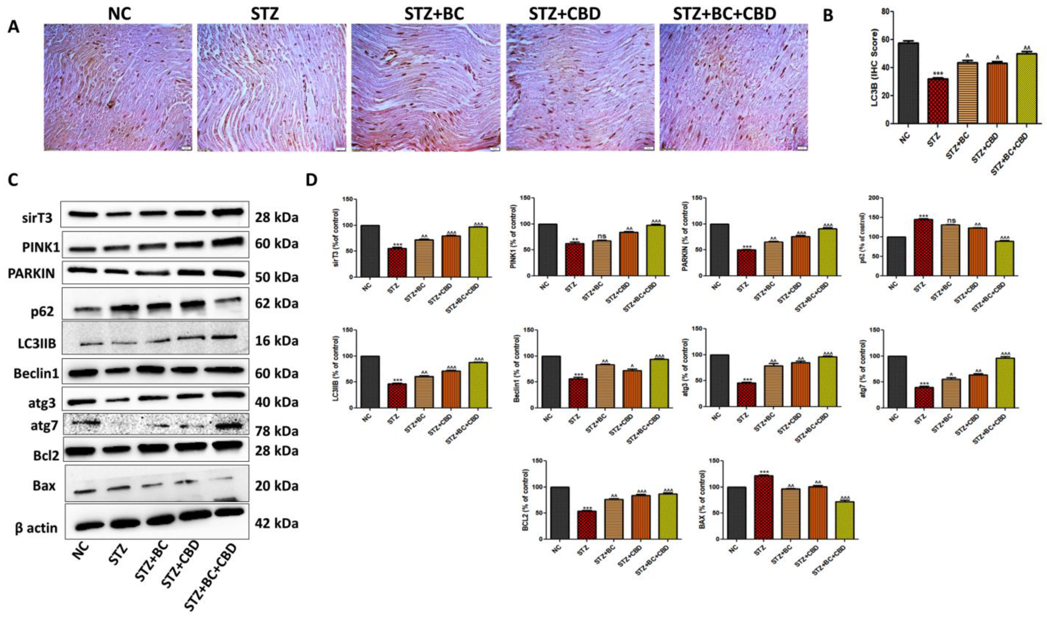 Biomedicines 12 01442 g011 Biomedicines 12 01442 g011