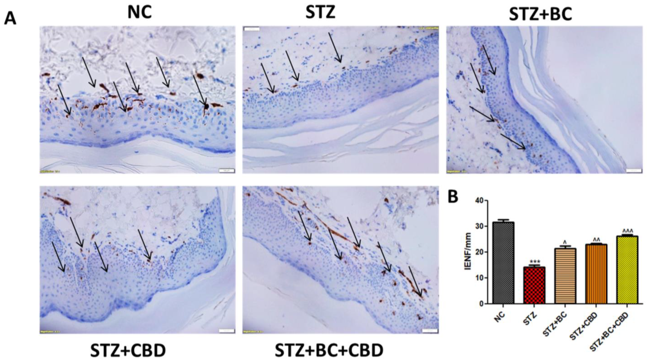 Biomedicines 12 01442 g012 Biomedicines 12 01442 g012