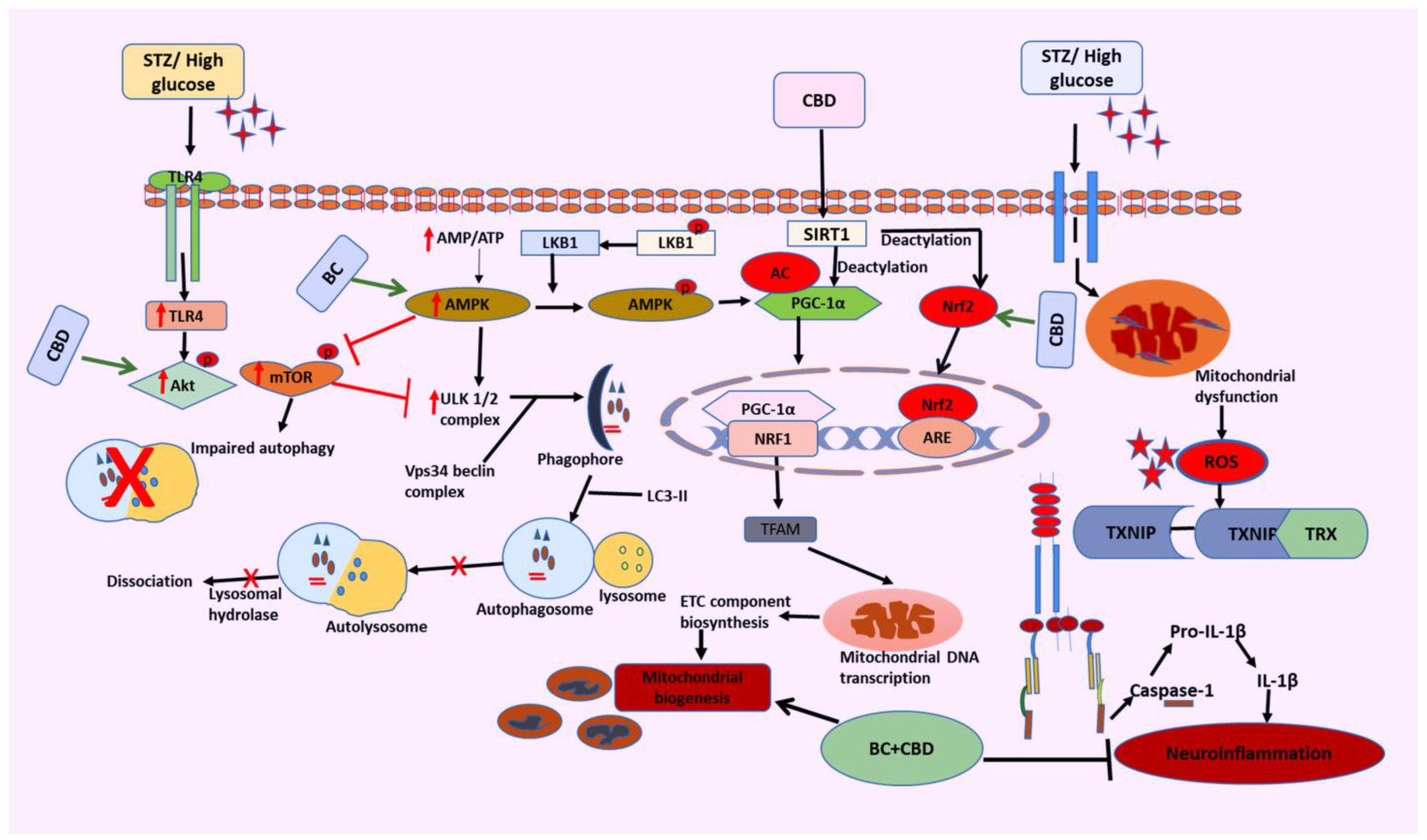 Biomedicines 12 01442 g013 Biomedicines 12 01442 g013