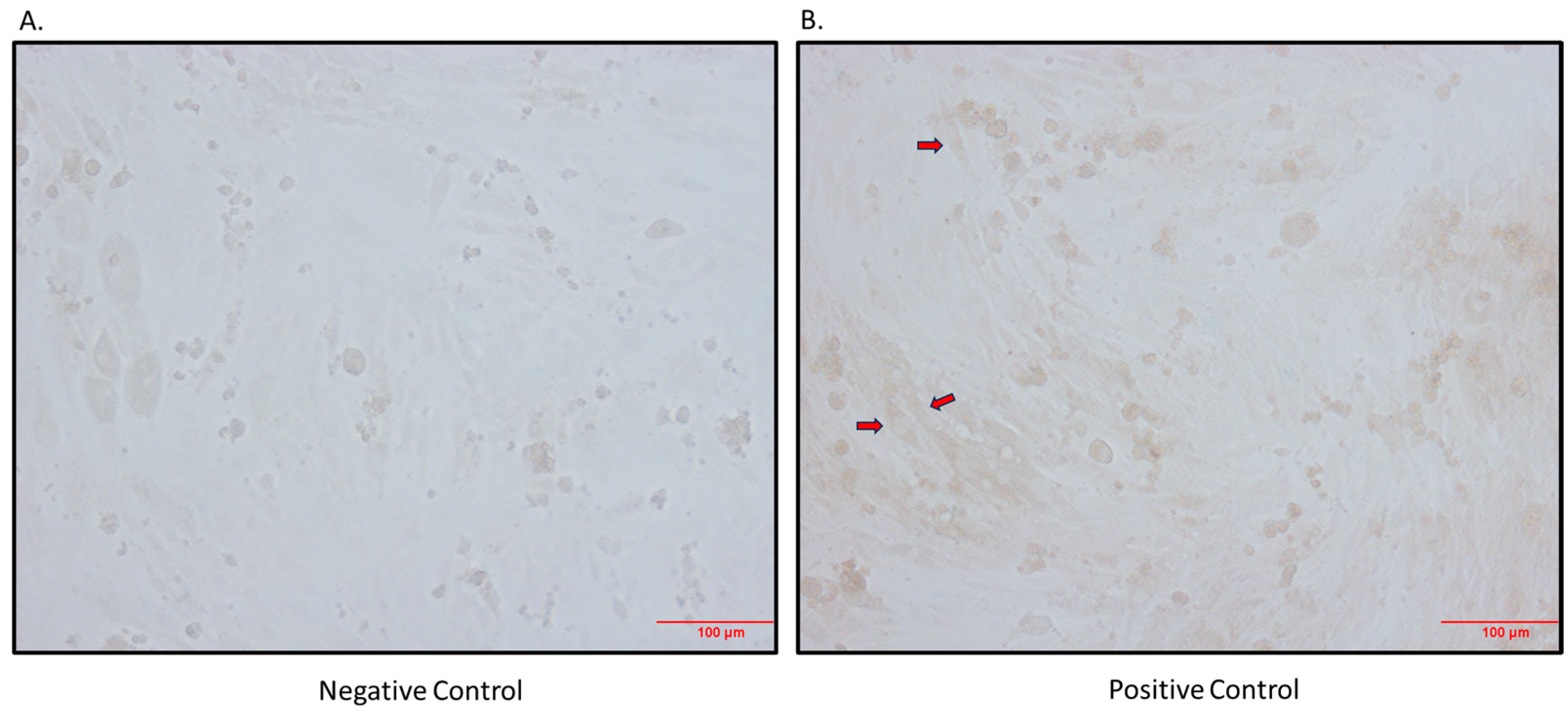 Biomedicines 12 01456 g001