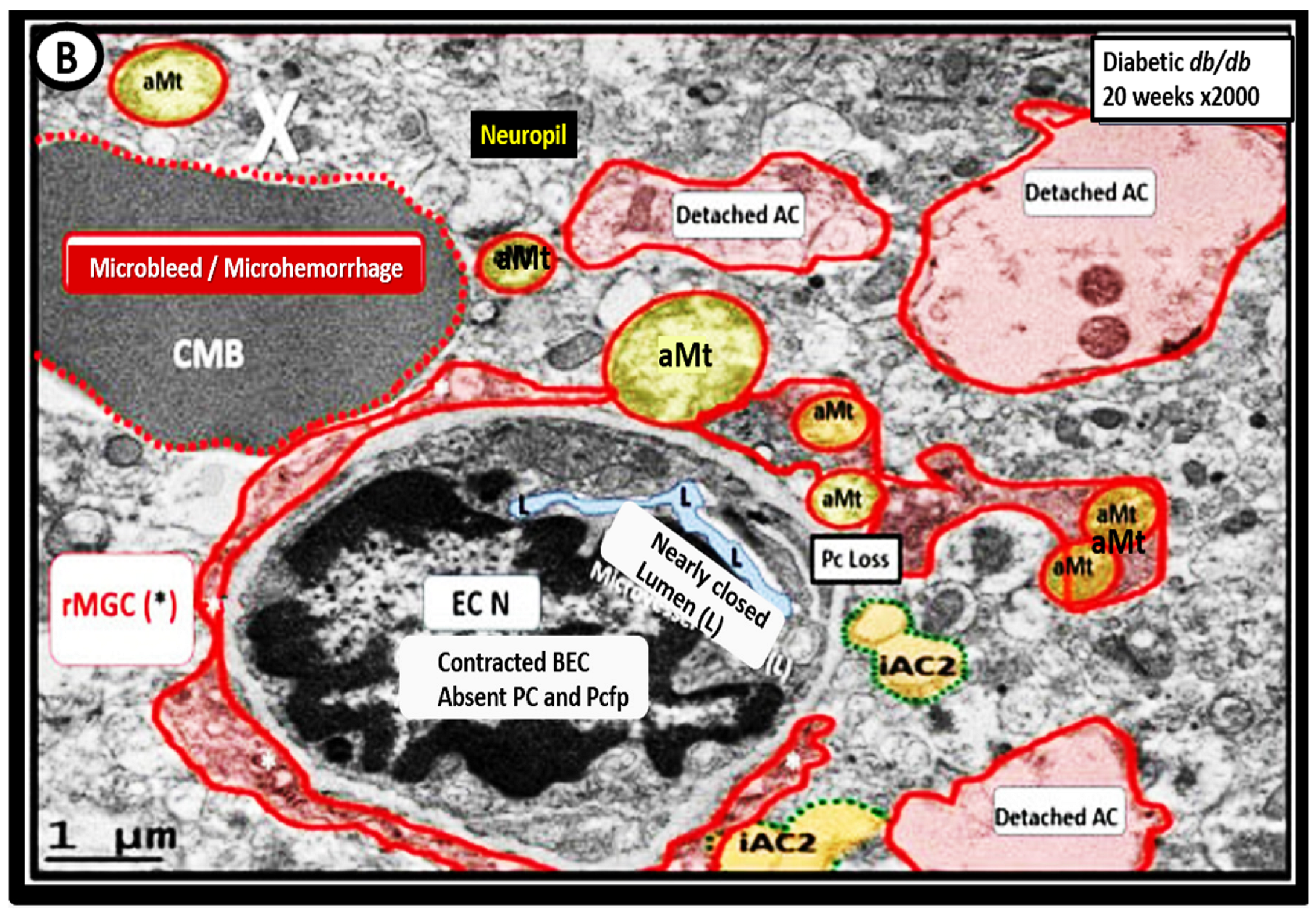 Biomedicines 12 01463 g011
