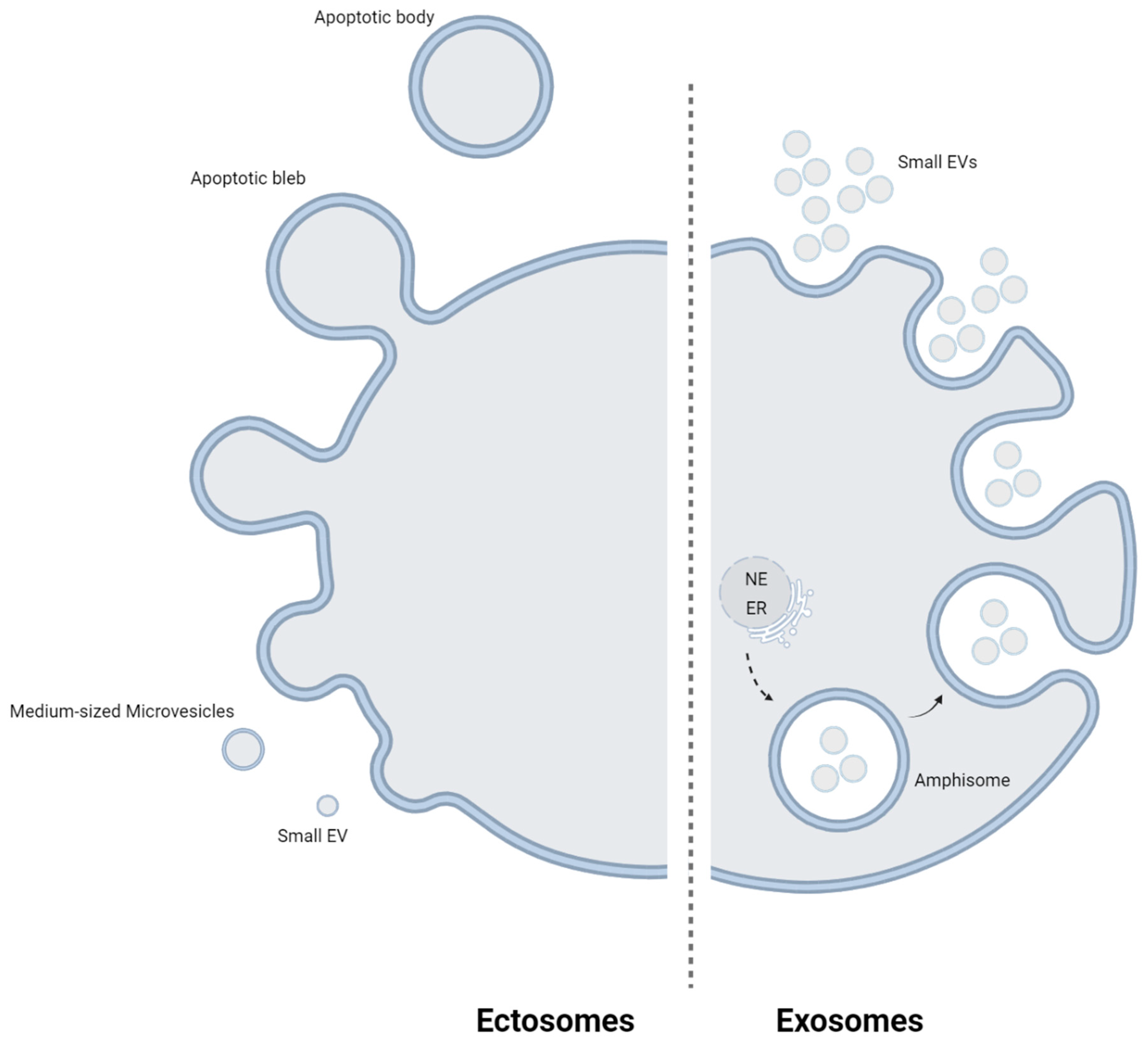 Biomedicines 12 01473 g001