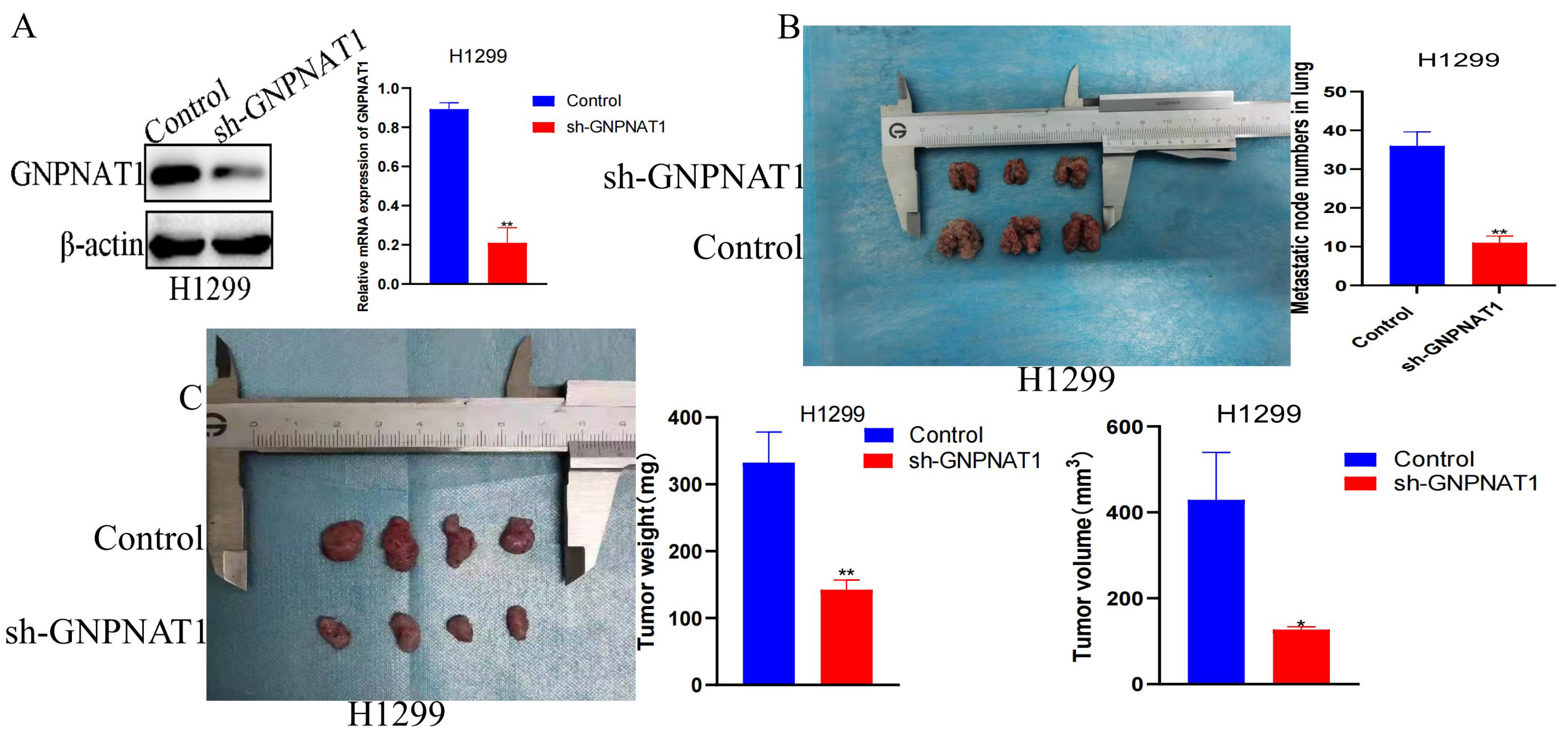 Biomedicines 12 01477 g012