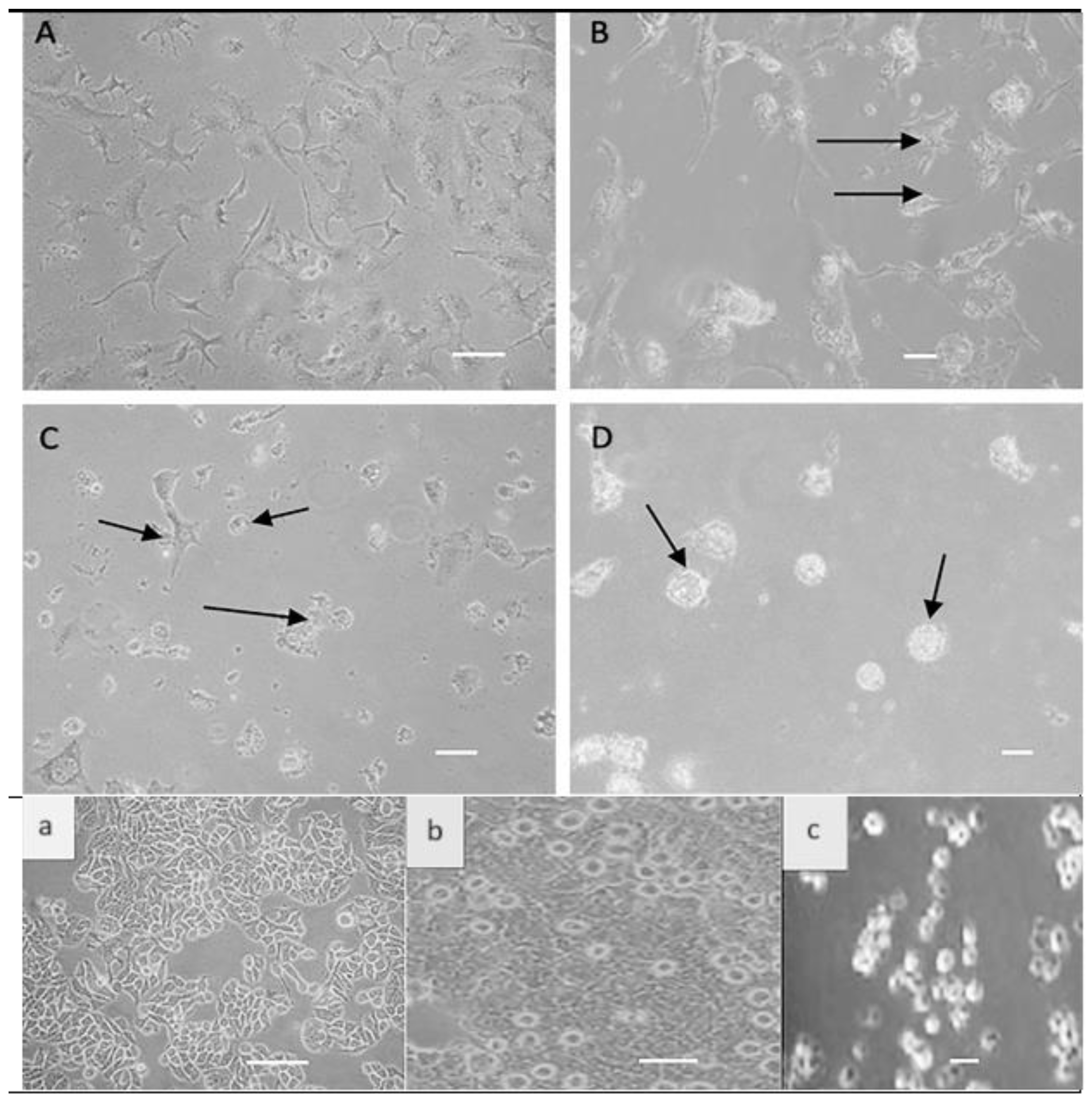 Biomedicines 12 01497 g001
