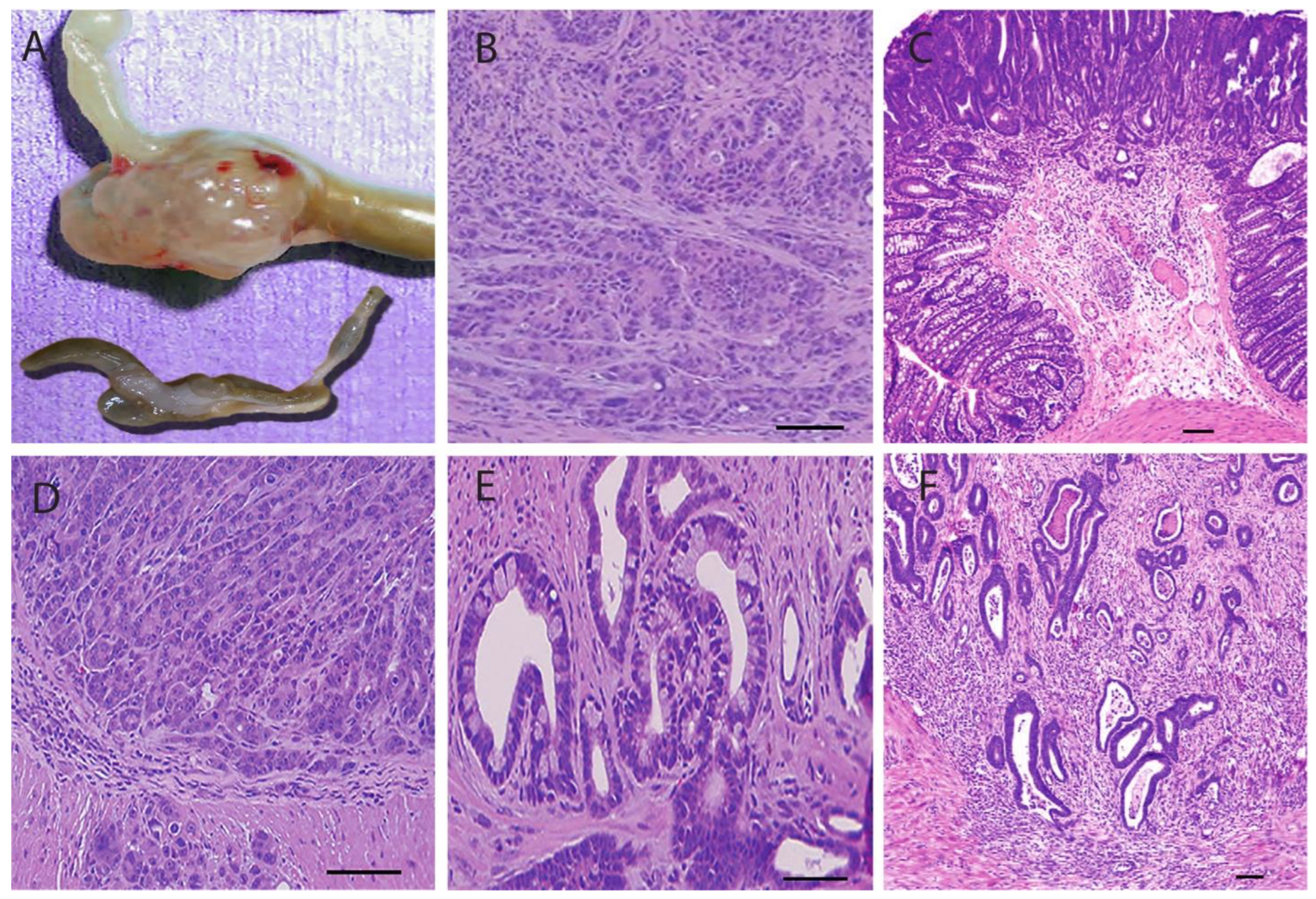 Biomedicines 12 01497 g005