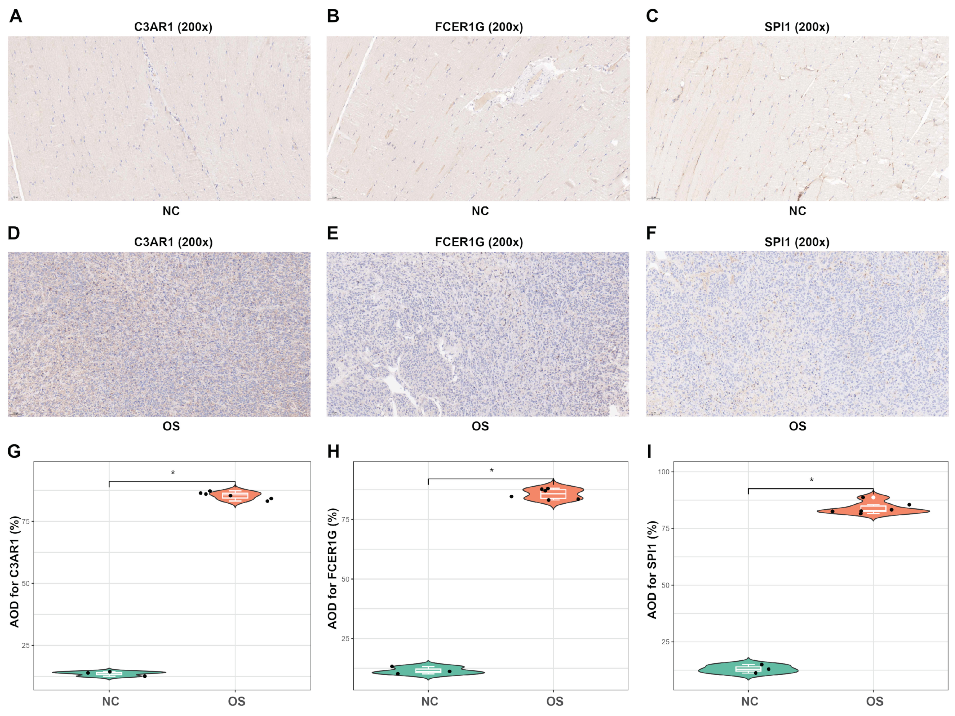 Biomedicines 12 01513 g012